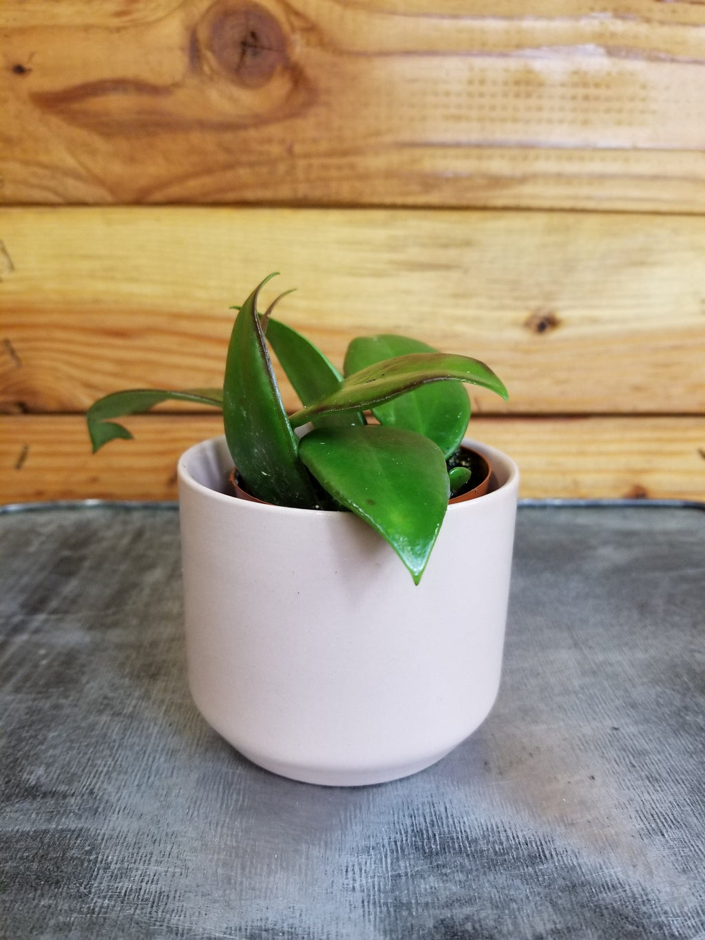 Hoya Minahassae, 2-inch Plant — product image 2