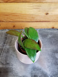 Hoya Minahassae, 2-inch Plant