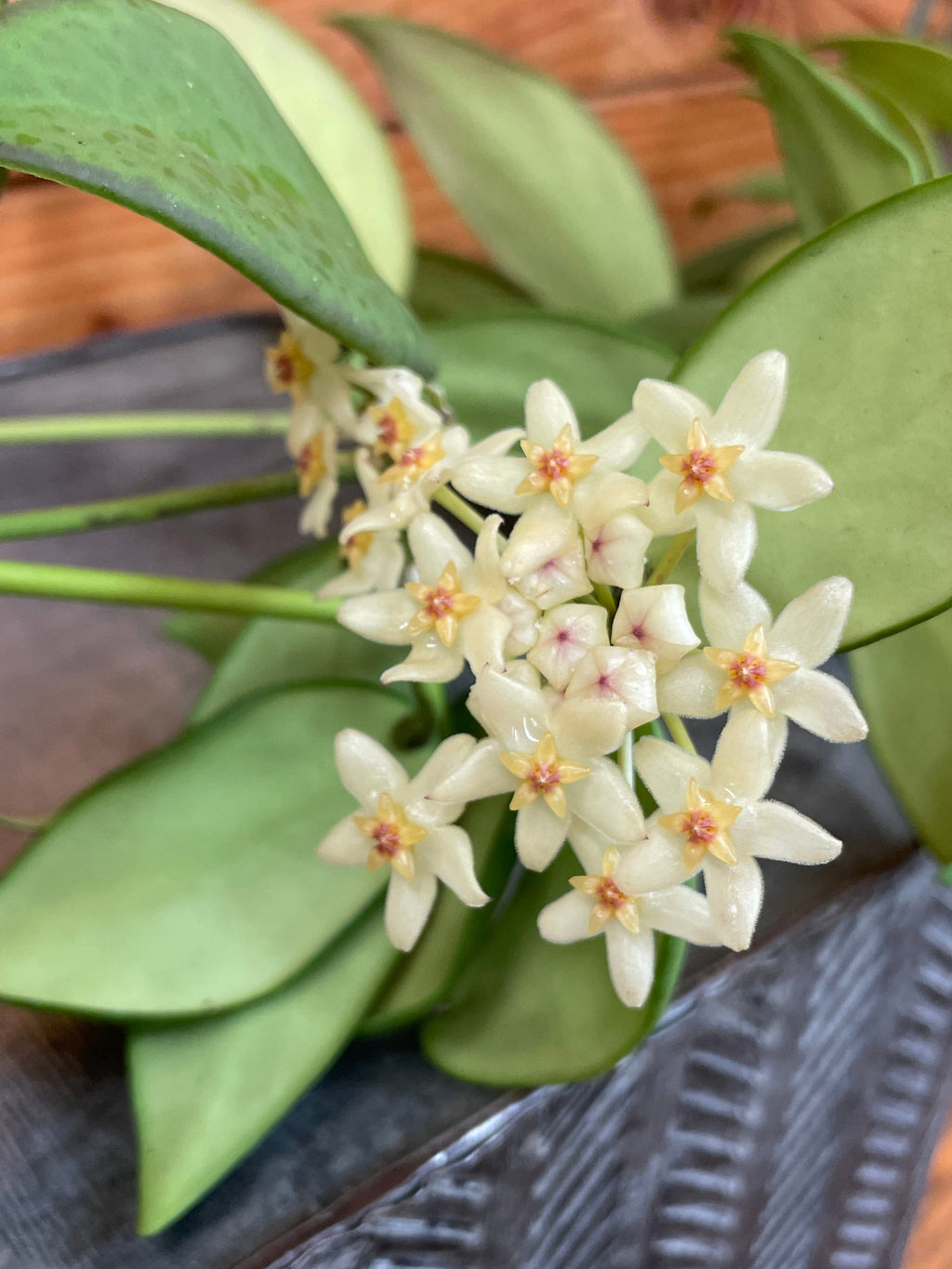 Hoya Minahassae, 2-inch Plant — product image 3