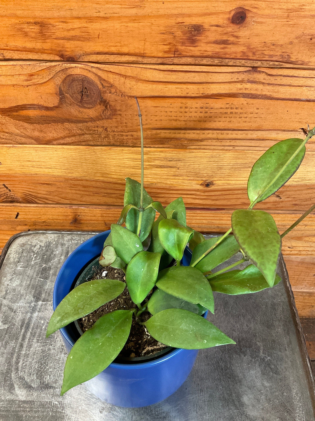 Hoya minahassae, 4-inch Plant product image 4