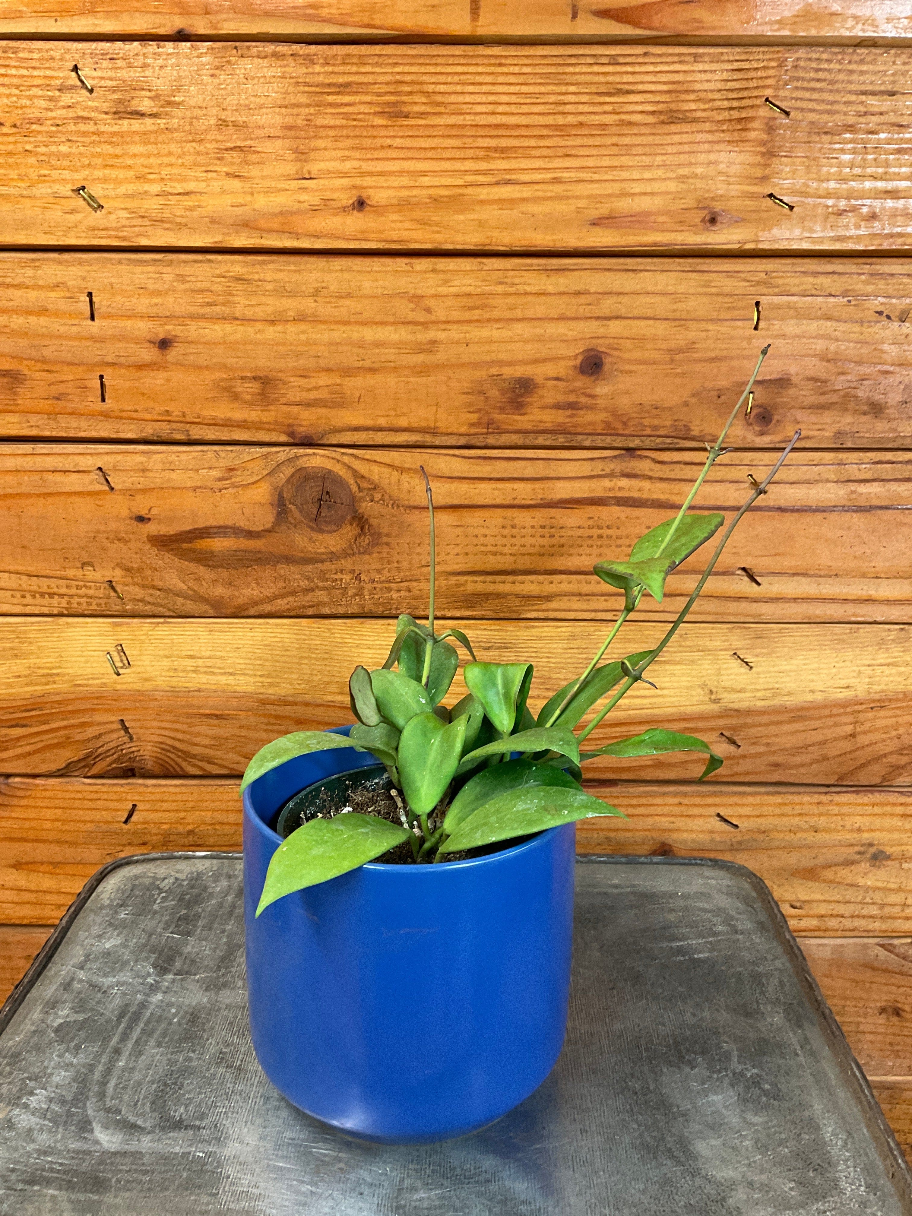Hoya minahassae, 4-inch Plant product image 3
