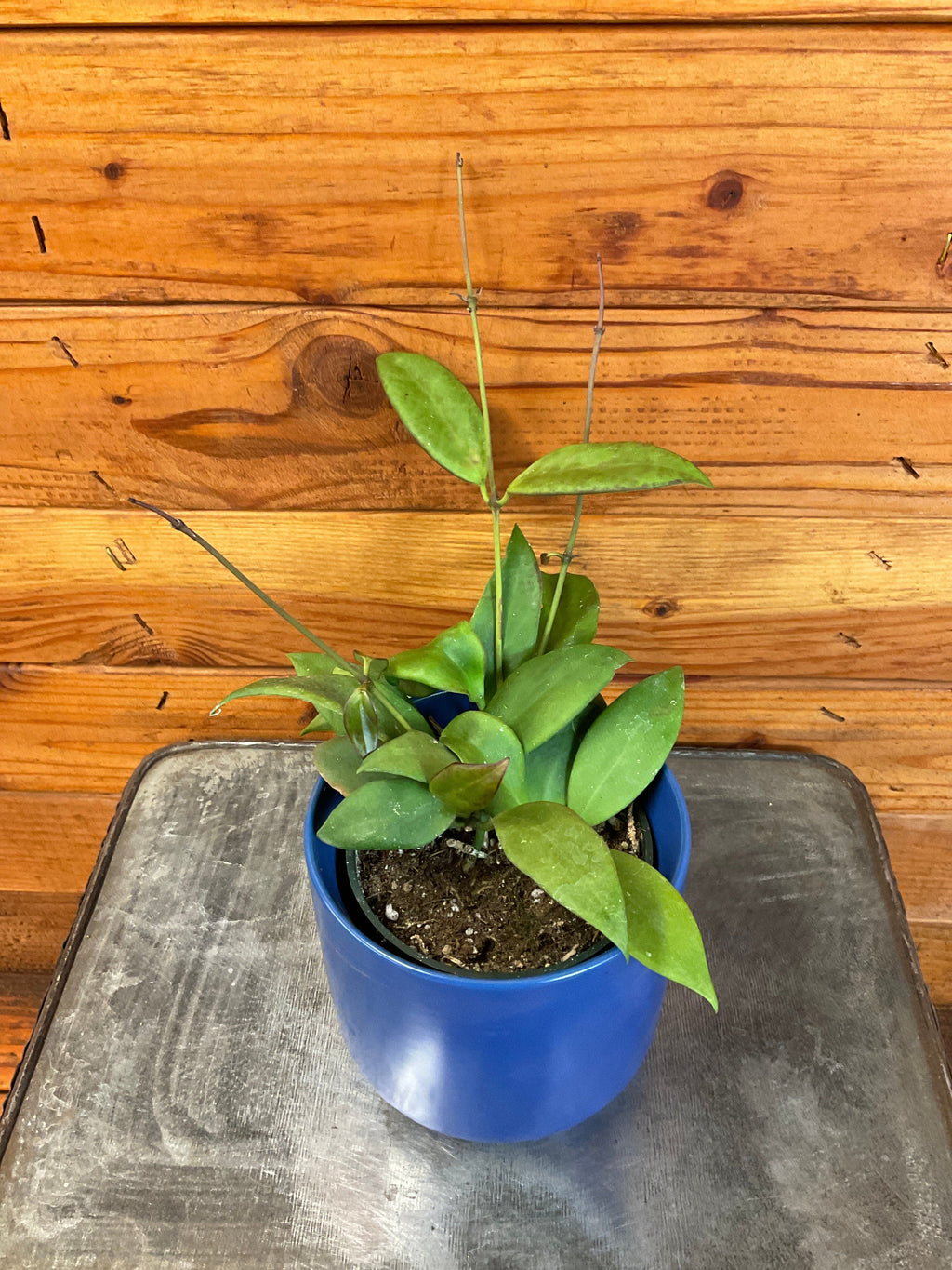 Hoya minahassae, 4-inch Plant product image 2