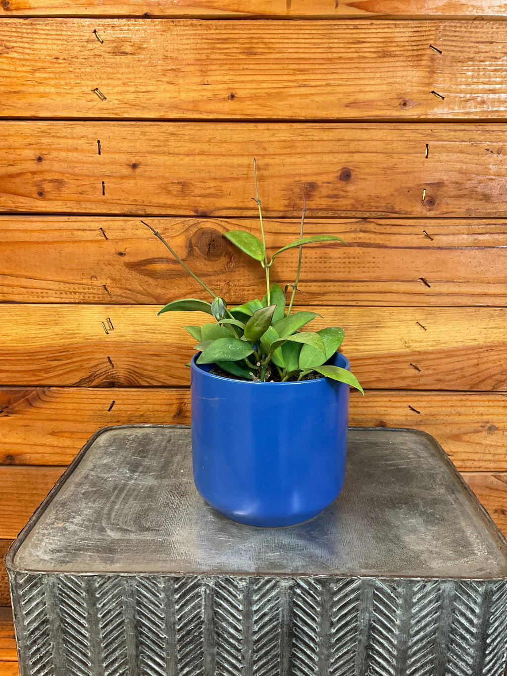 Hoya minahassae, 4-inch Plant product image 1