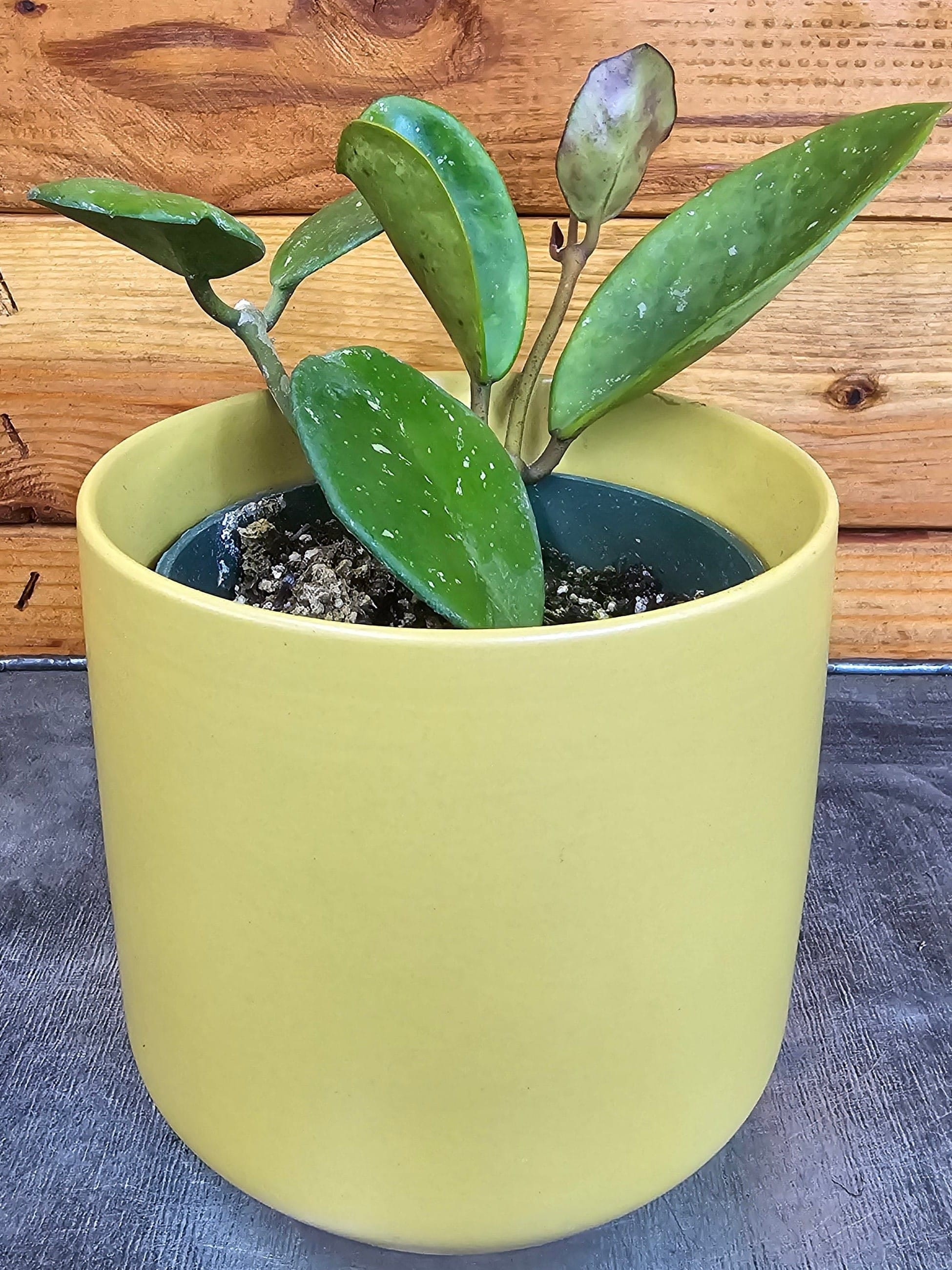 Hoya obovata, 4-inch Plant product image 5