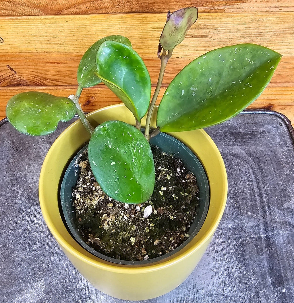 Hoya obovata, 4-inch Plant product image 4