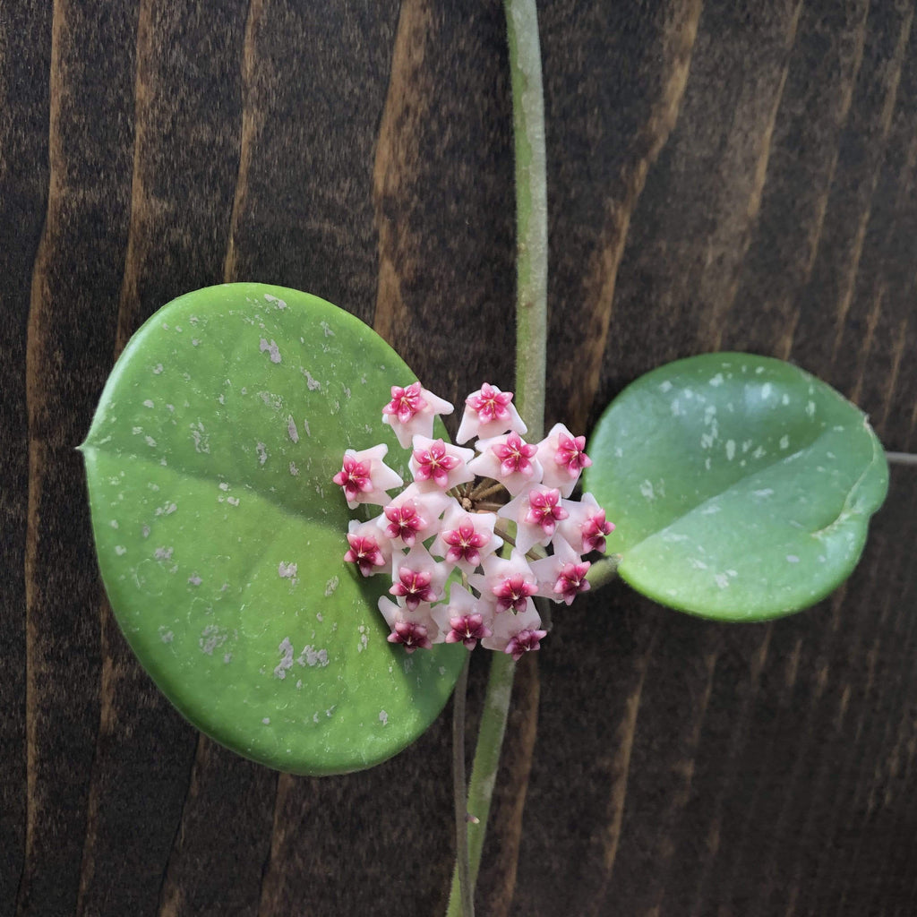 Hoya obovata, 4-inch Plant product image 3