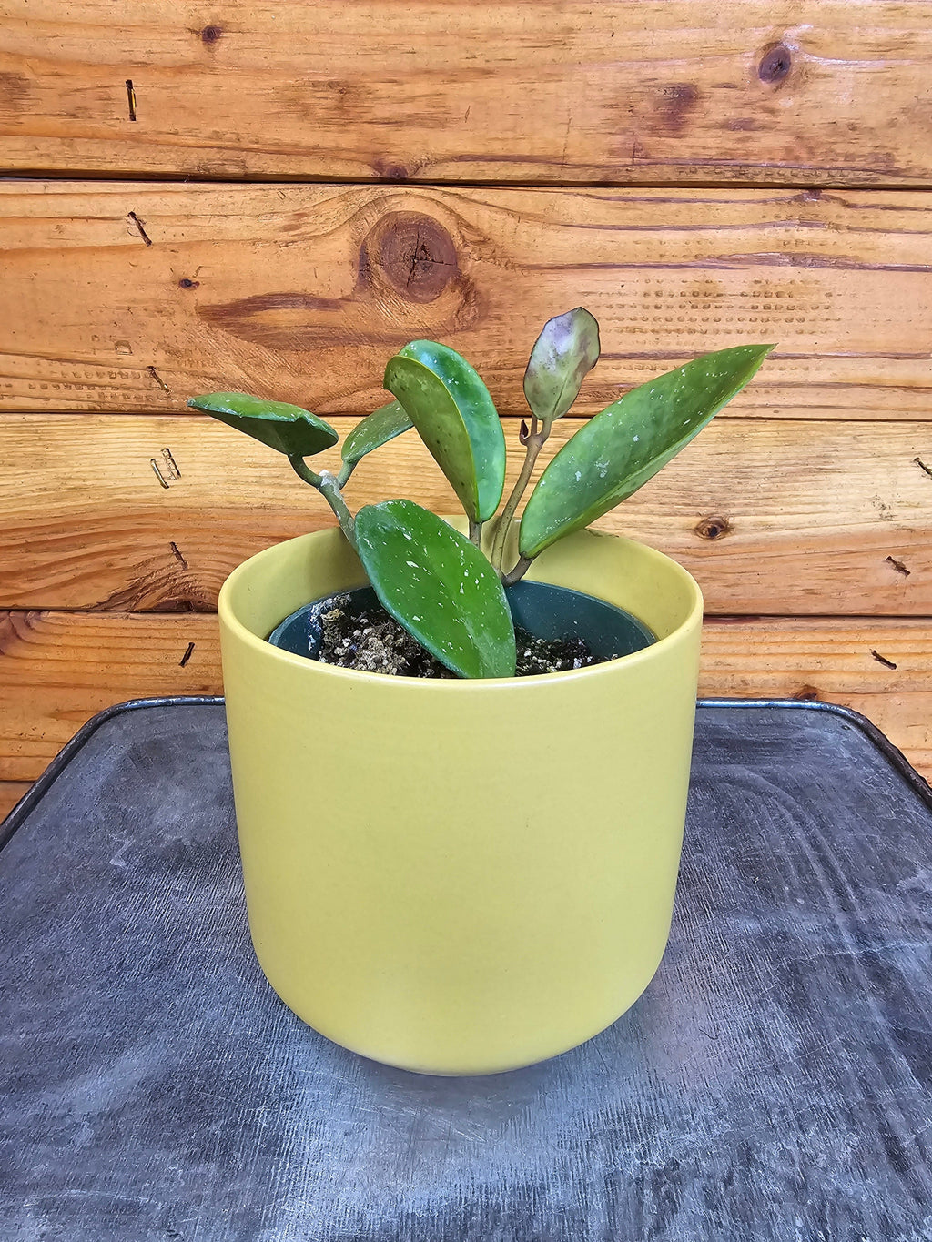 Hoya obovata, 4-inch Plant product image 2