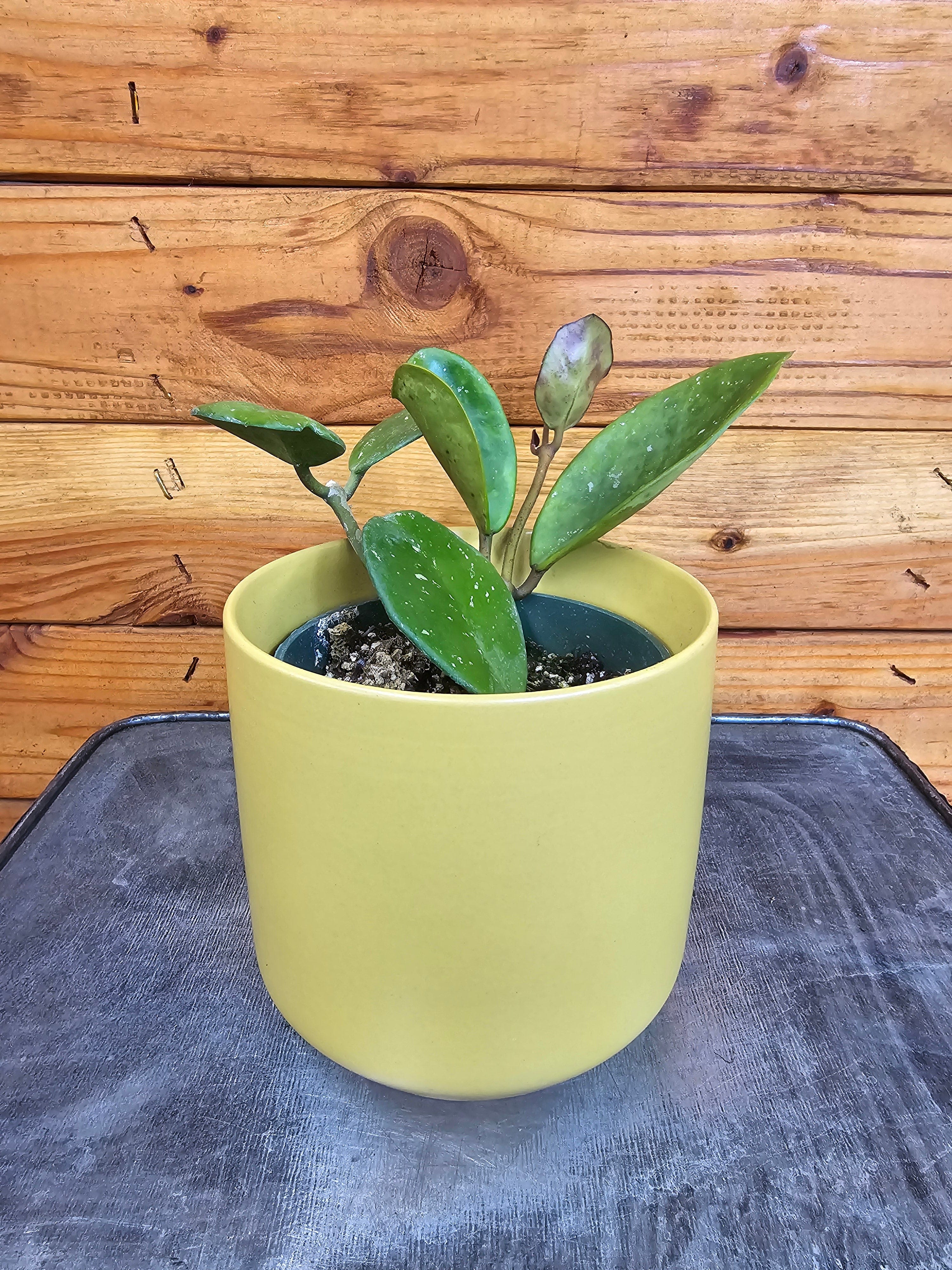 Hoya obovata, 4-inch Plant product image 2