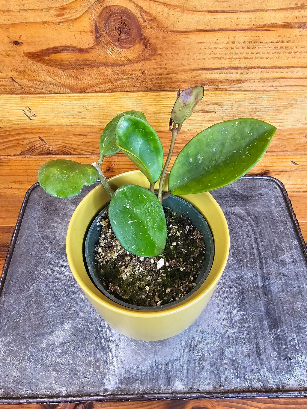 Hoya obovata, 4-inch Plant product image 1