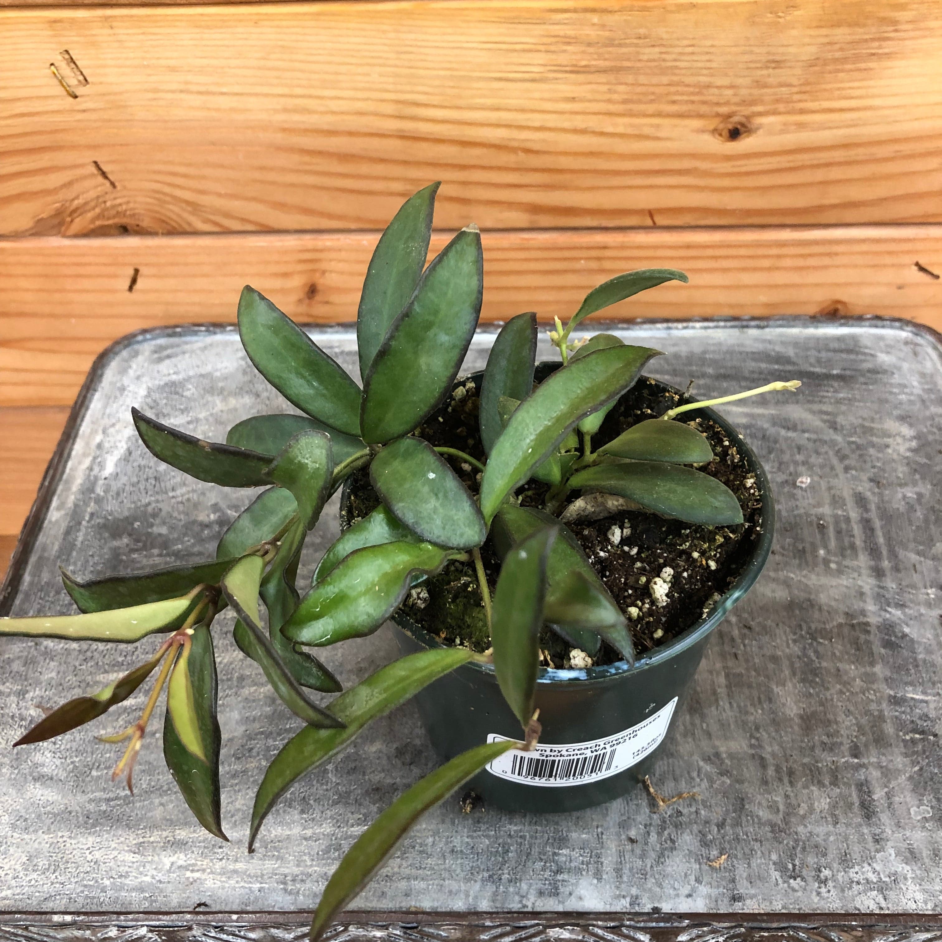Hoya Rosita, 4-inch Plant