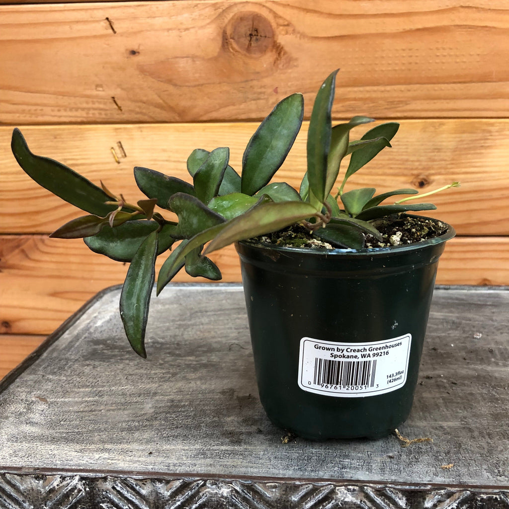 Hoya Rosita, 4-inch Plant — product image 2