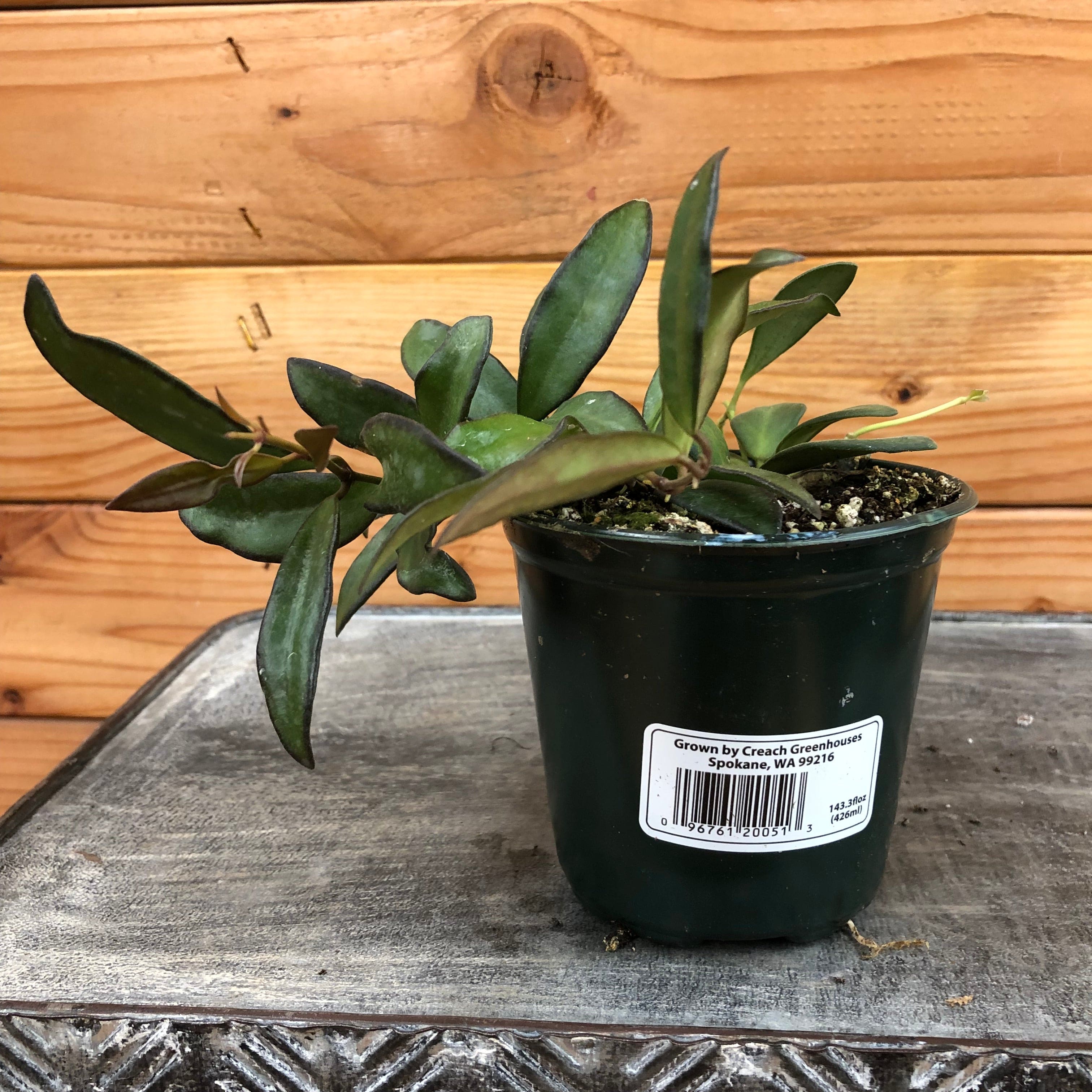 Hoya Rosita, 4-inch Plant — product image 2
