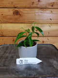 Hoya Rubida, 2-inch Plant