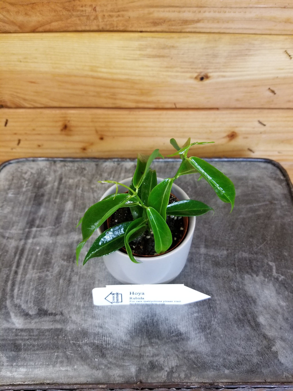 Hoya Rubida, 2-inch Plant — product image 2