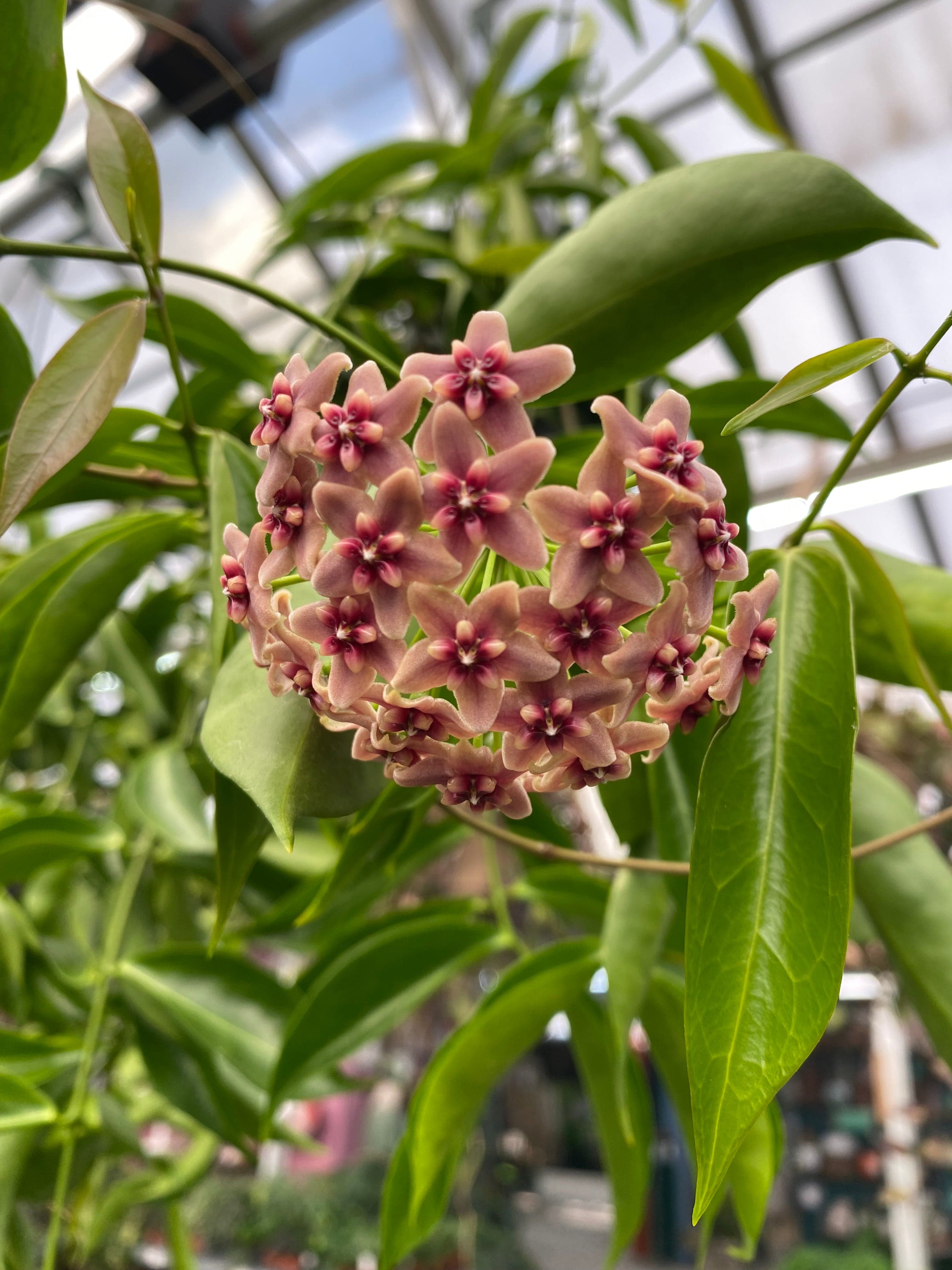 Hoya Rubida, 2-inch Plant — product image 3