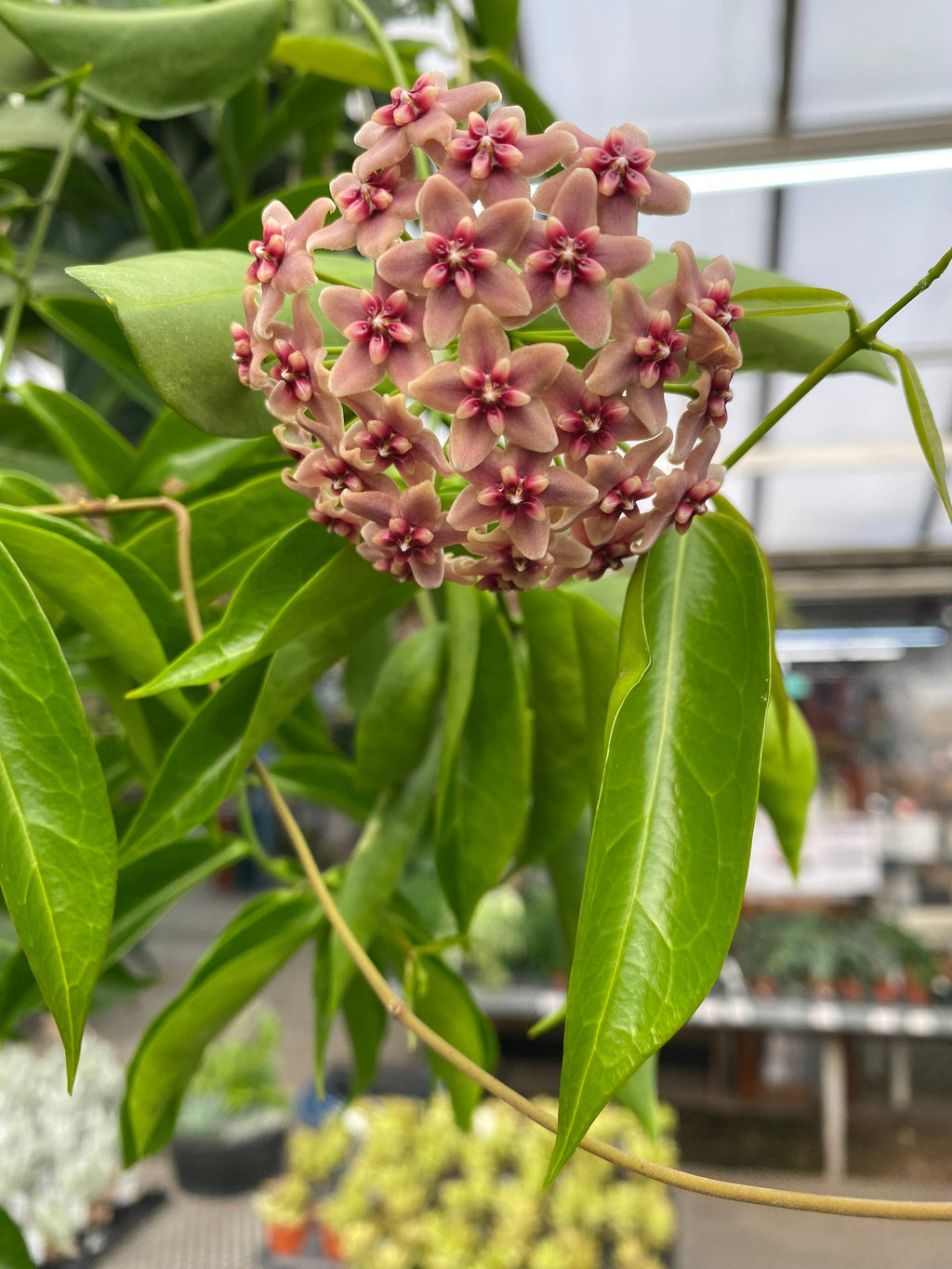 Hoya Rubida, 2-inch Plant — product image 4