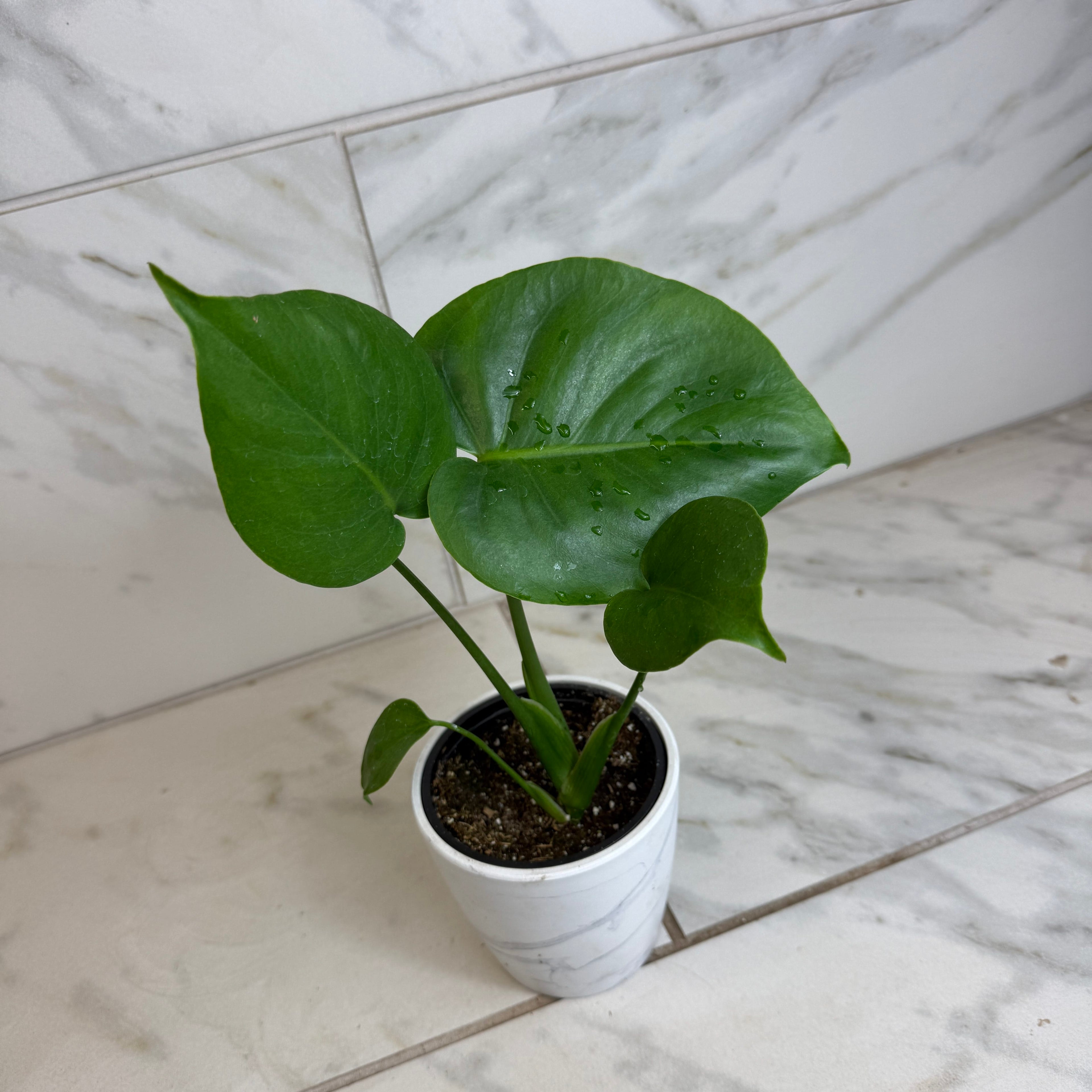 Monstera deliciosa 'Split Leaf', 4-inch Plant product image 5