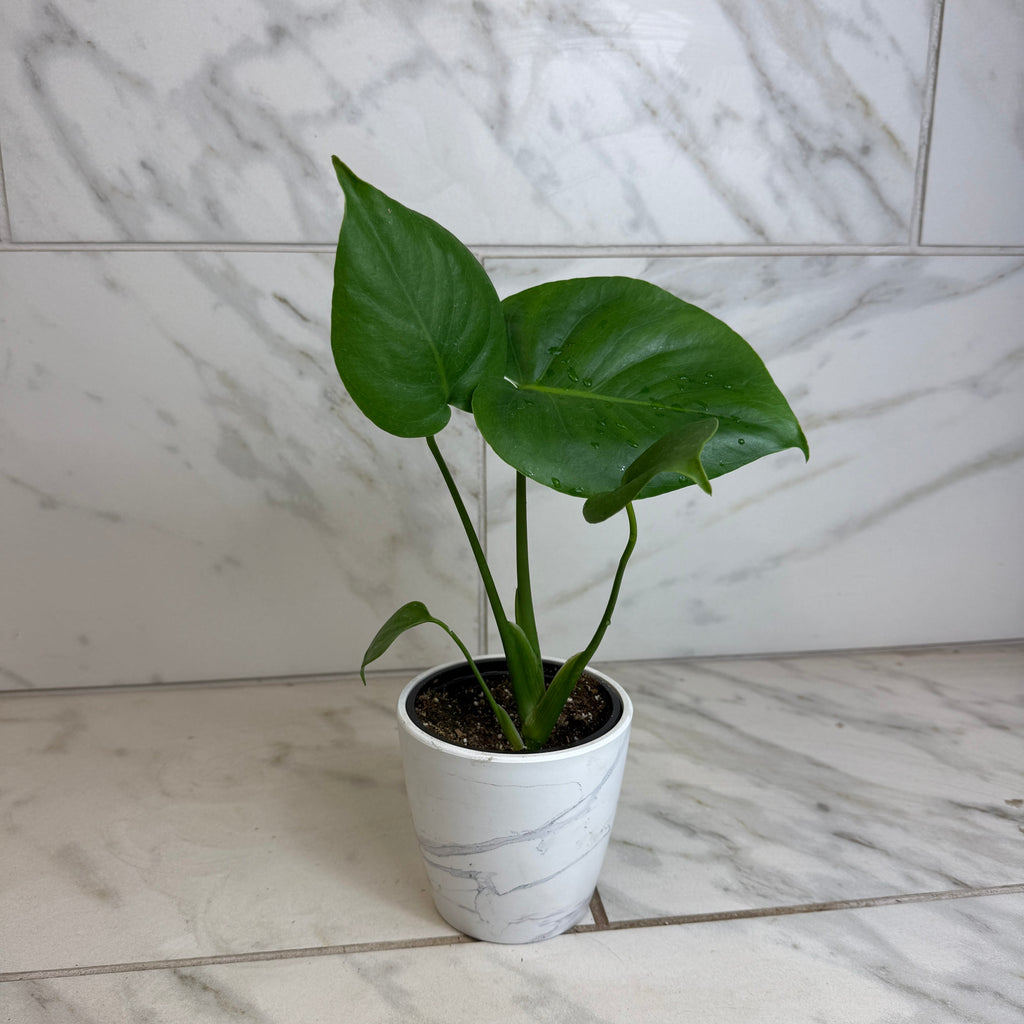 Monstera deliciosa 'Split Leaf', 4-inch Plant product image 4
