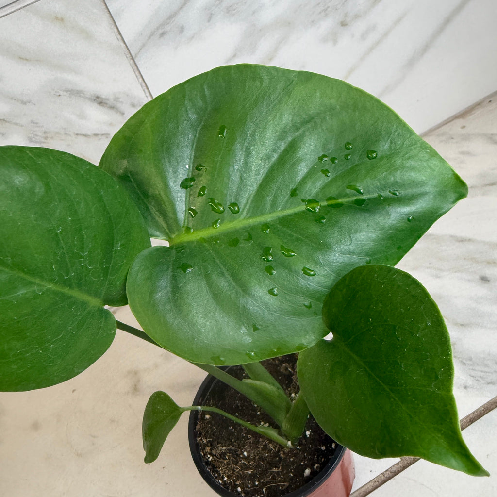 Monstera deliciosa 'Split Leaf', 4-inch Plant product image 3