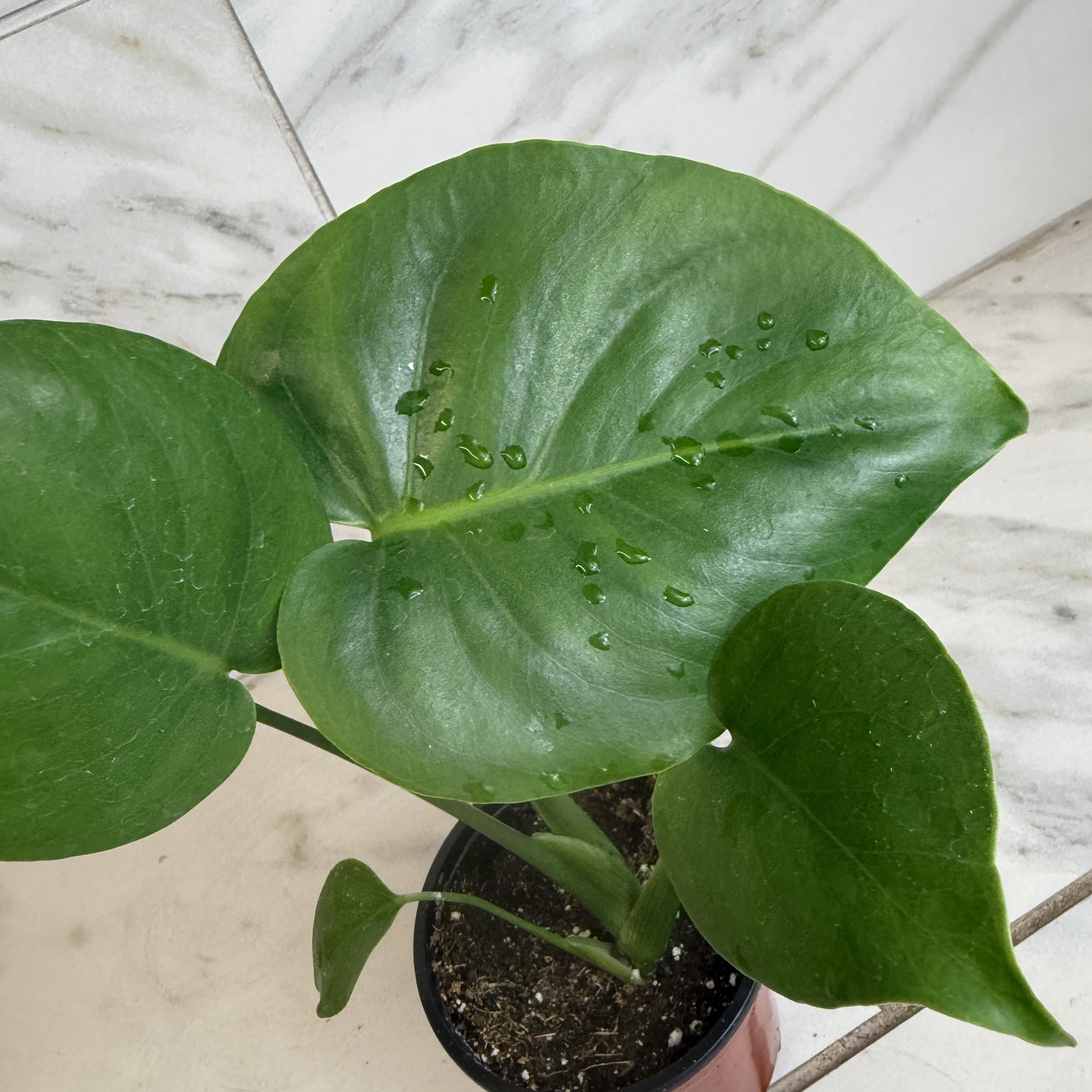 Monstera deliciosa 'Split Leaf', 4-inch Plant product image 3