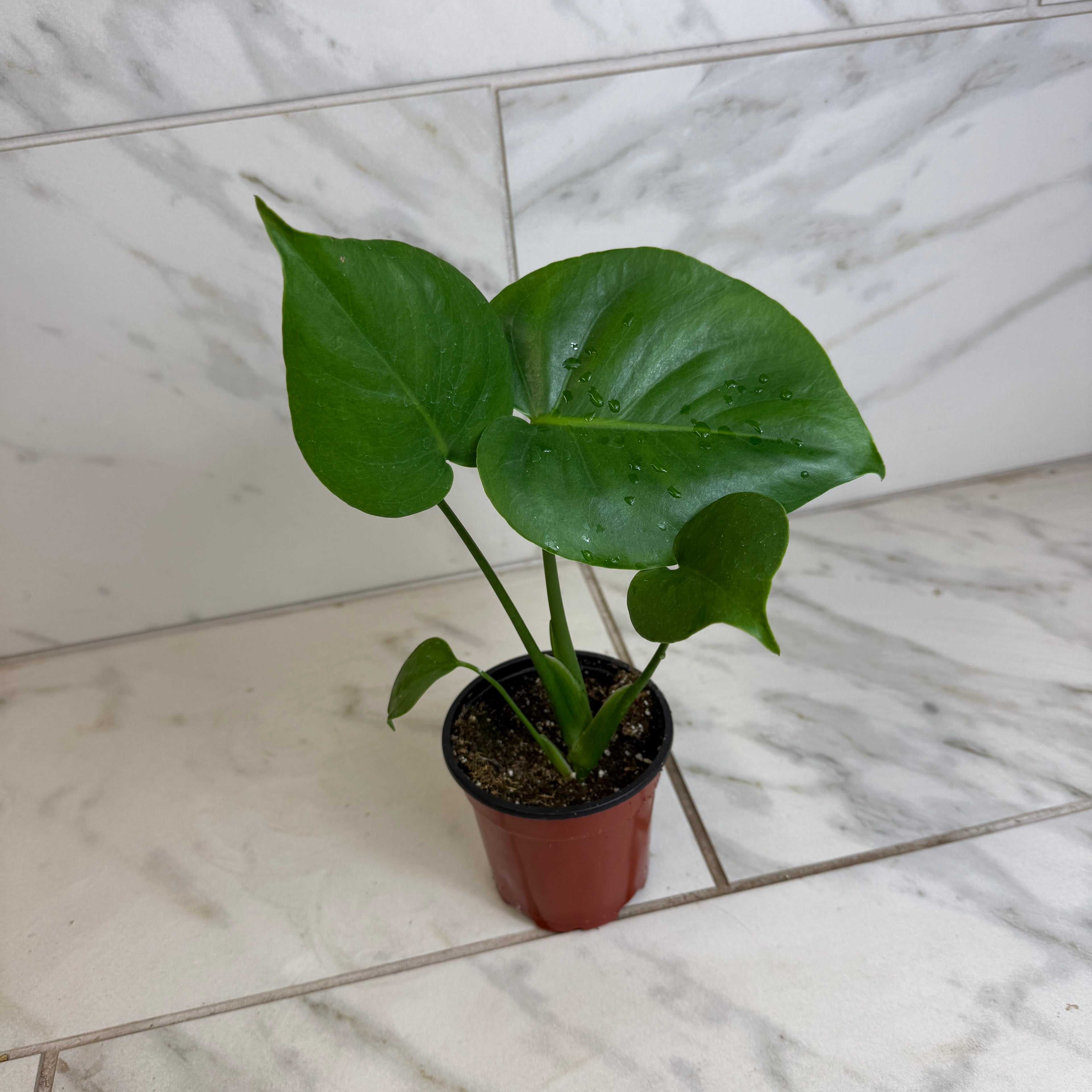 Monstera deliciosa 'Split Leaf', 4-inch Plant product image 2