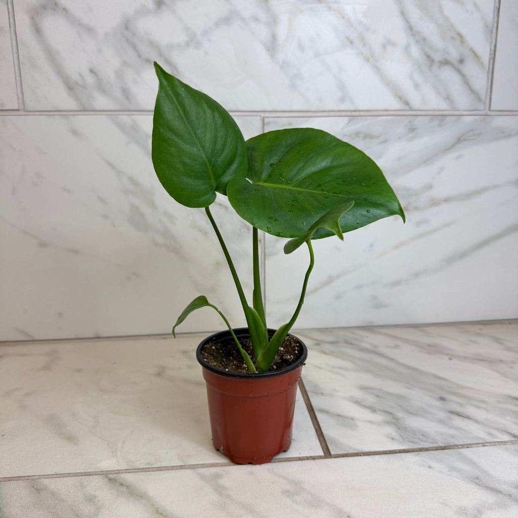 Monstera deliciosa 'Split Leaf', 4-inch Plant product image 1
