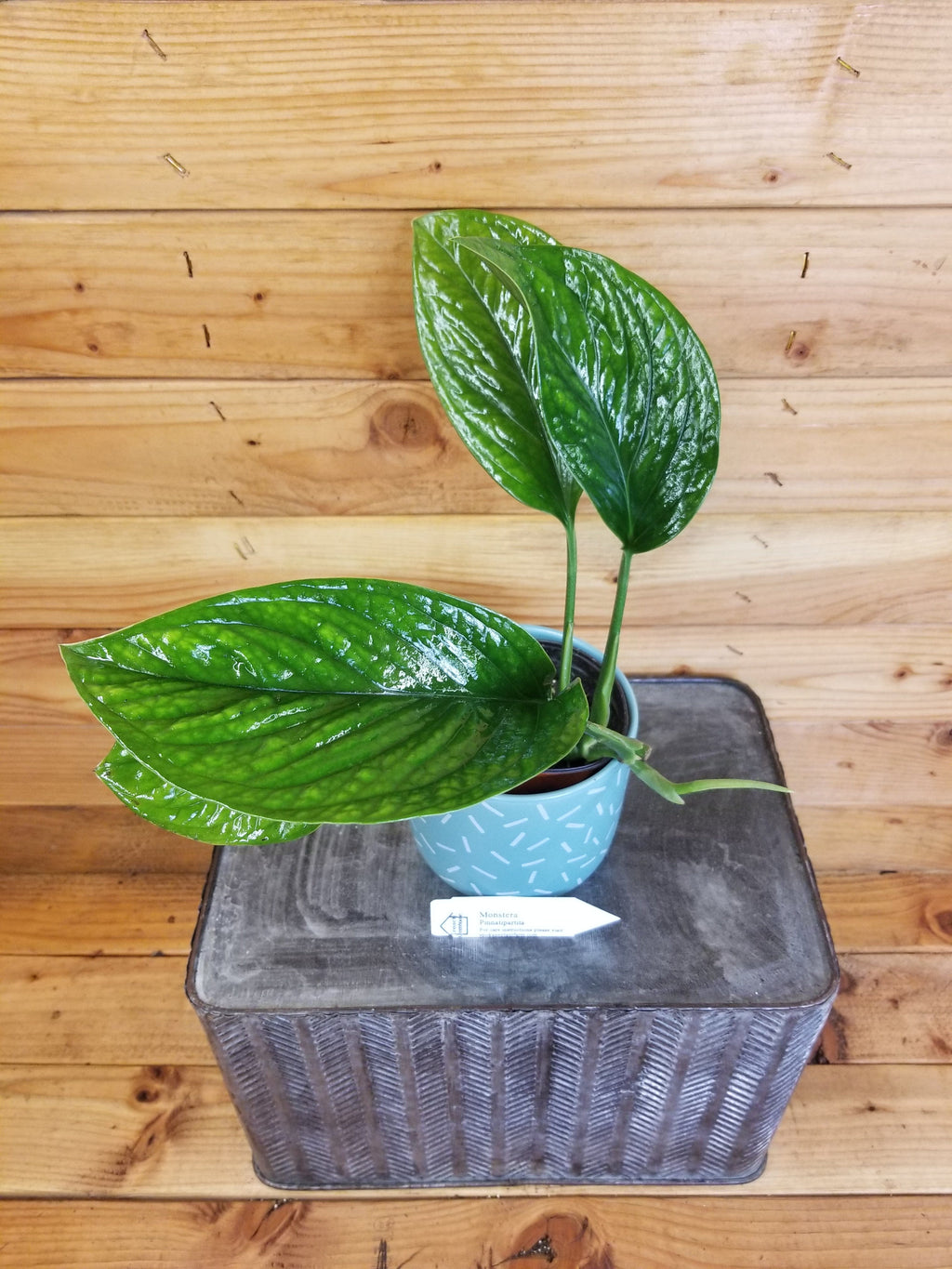 Monstera Pinnatipartita, 4” Plant — product image 2