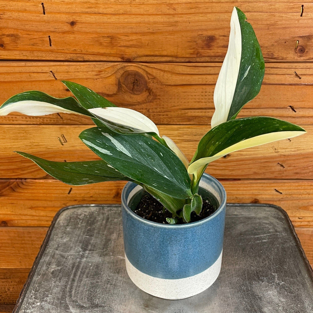 Monstera standleyana 'Variegata', 4-inch Plant product image 2