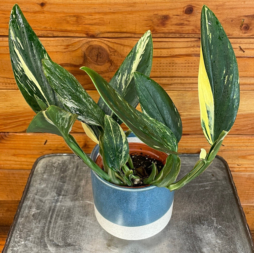 Monstera standleyana 'Variegata', 4-inch Plant product image 5