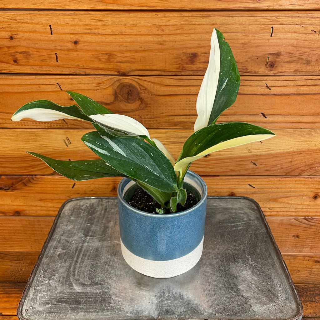 Monstera standleyana 'Variegata', 4-inch Plant product image 1