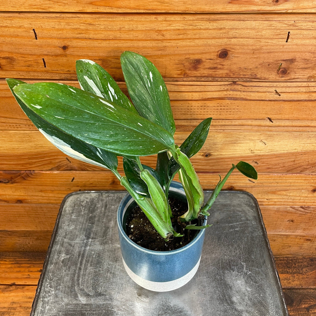 Monstera standleyana 'Variegata', 4-inch Plant product image 3