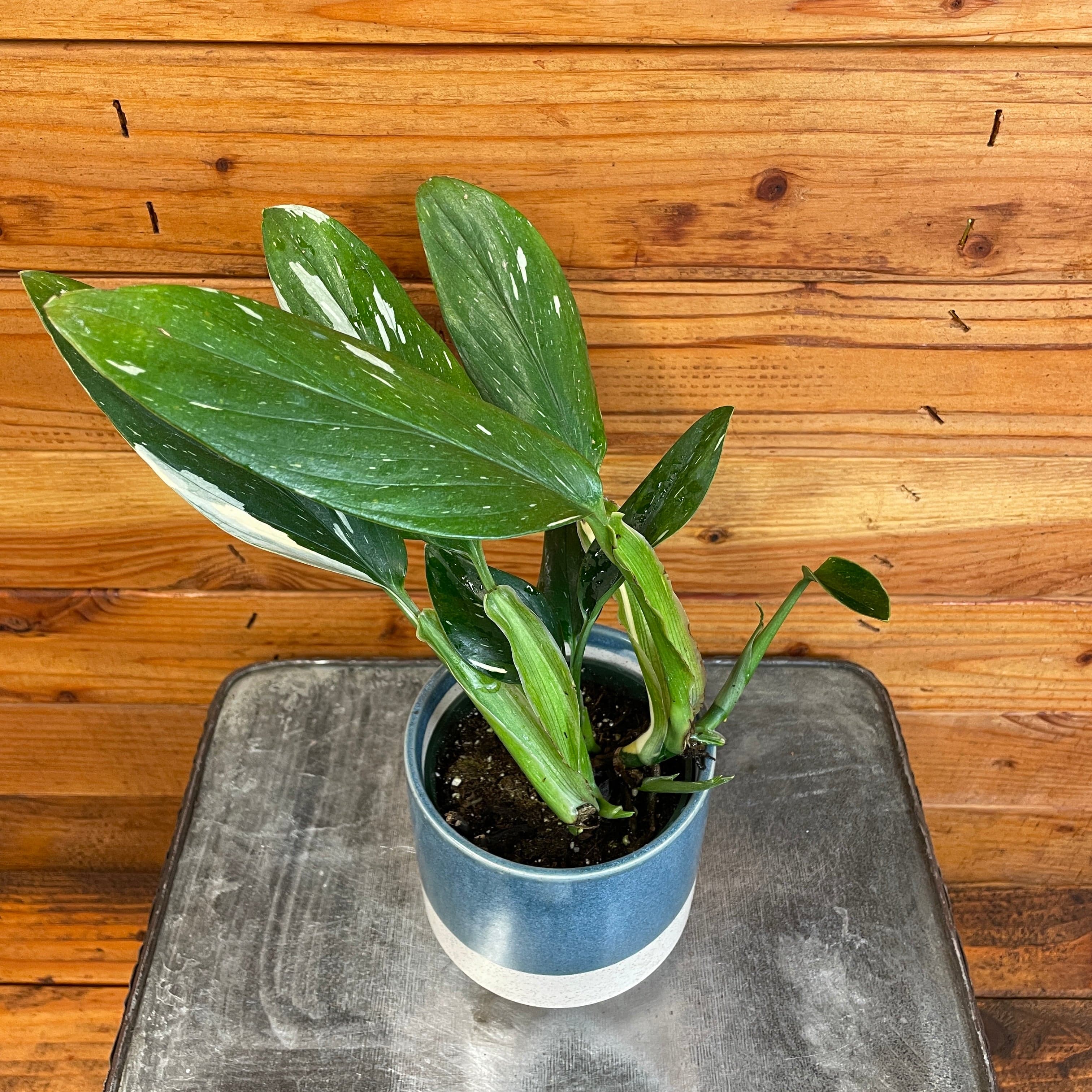 Monstera standleyana 'Variegata', 4-inch Plant product image 3