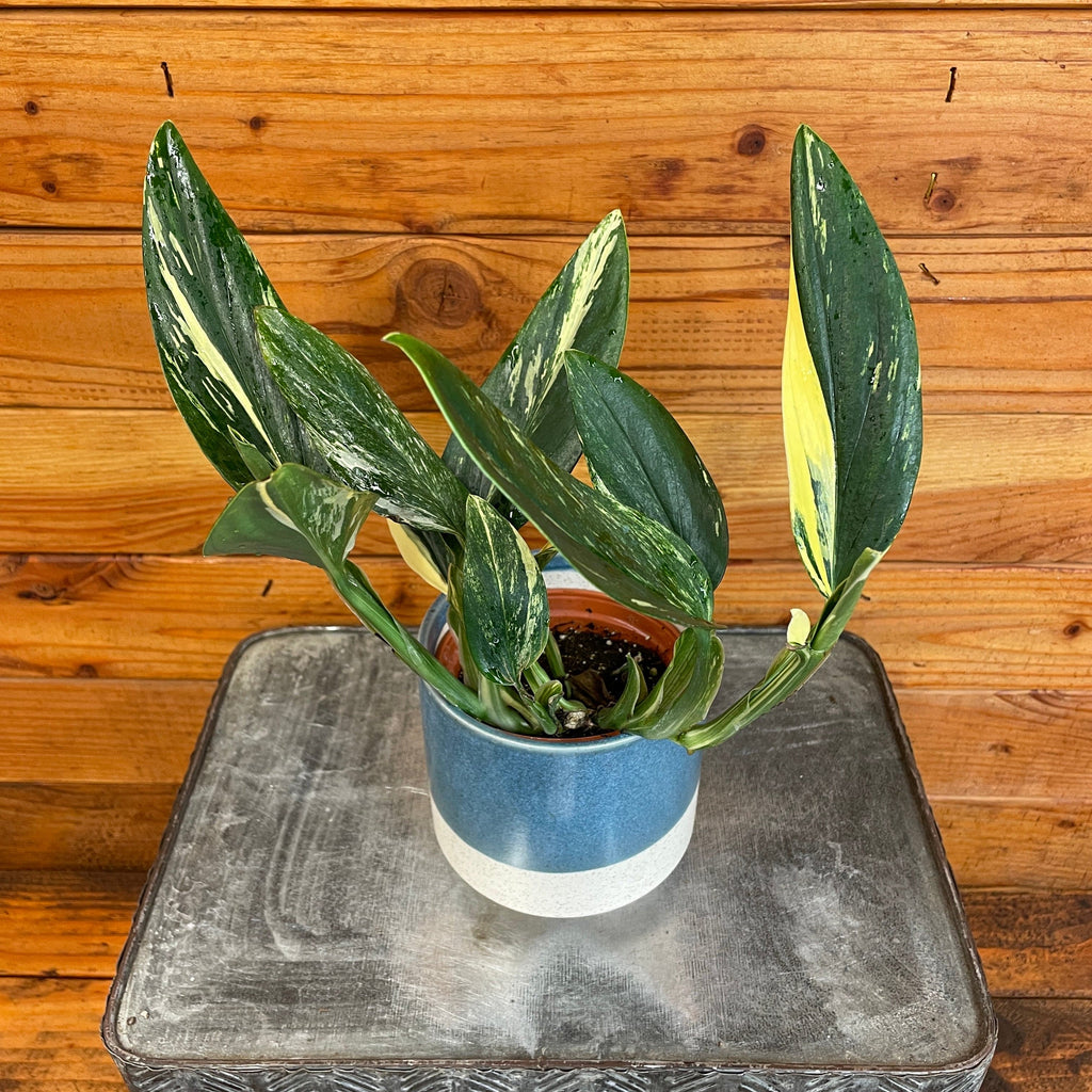 Monstera standleyana 'Variegata', 4-inch Plant product image 4