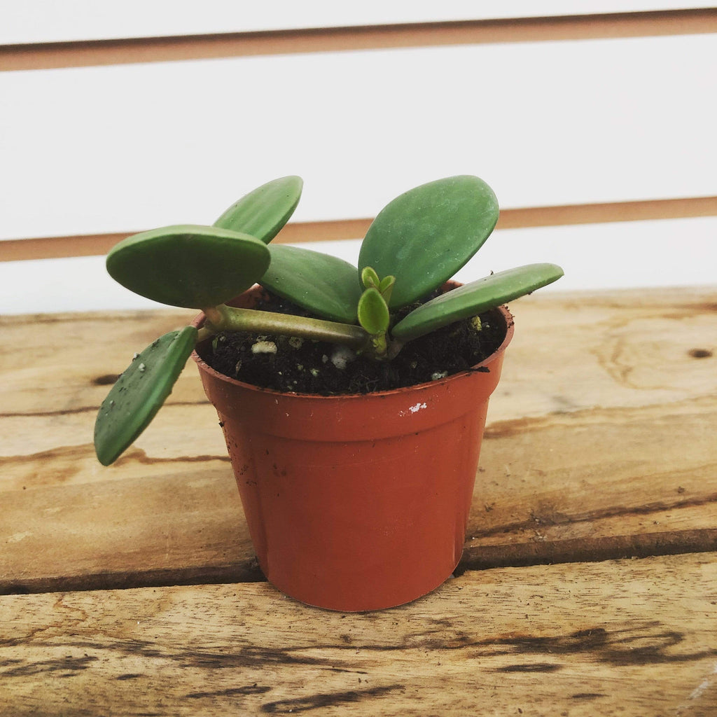 Peperomia 'Hope', 2-inch Plant product image 1