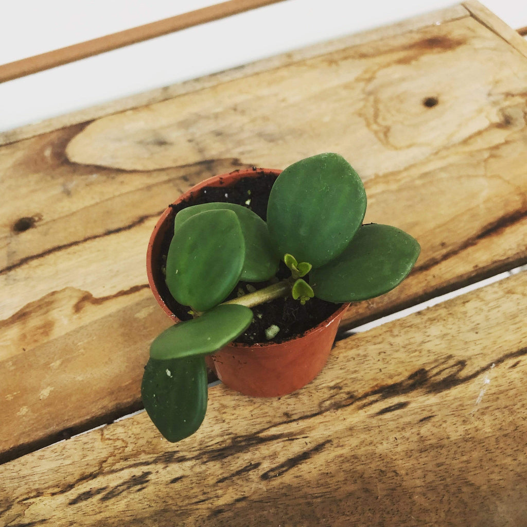 Peperomia 'Hope', 2-inch Plant product image 2