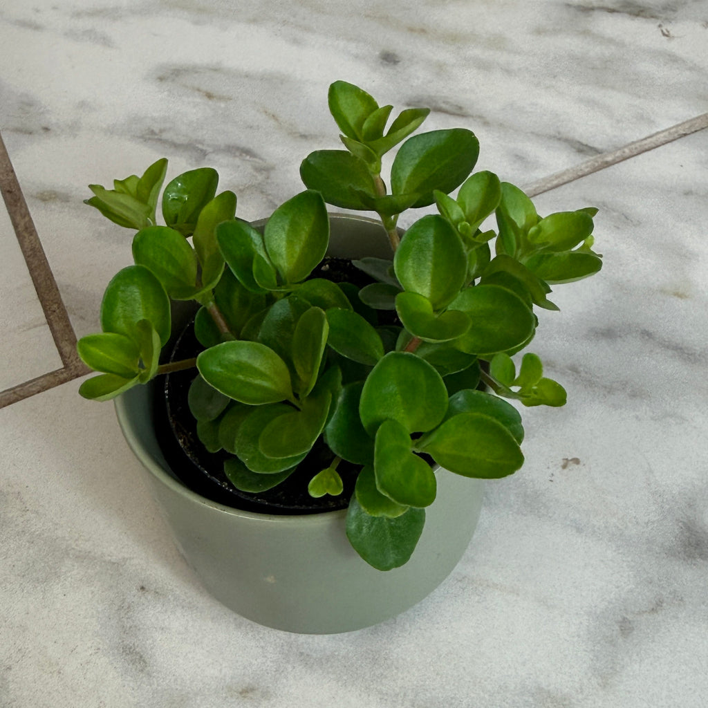 Peperomia Jitterbug, 2-inch Plant — product image 5