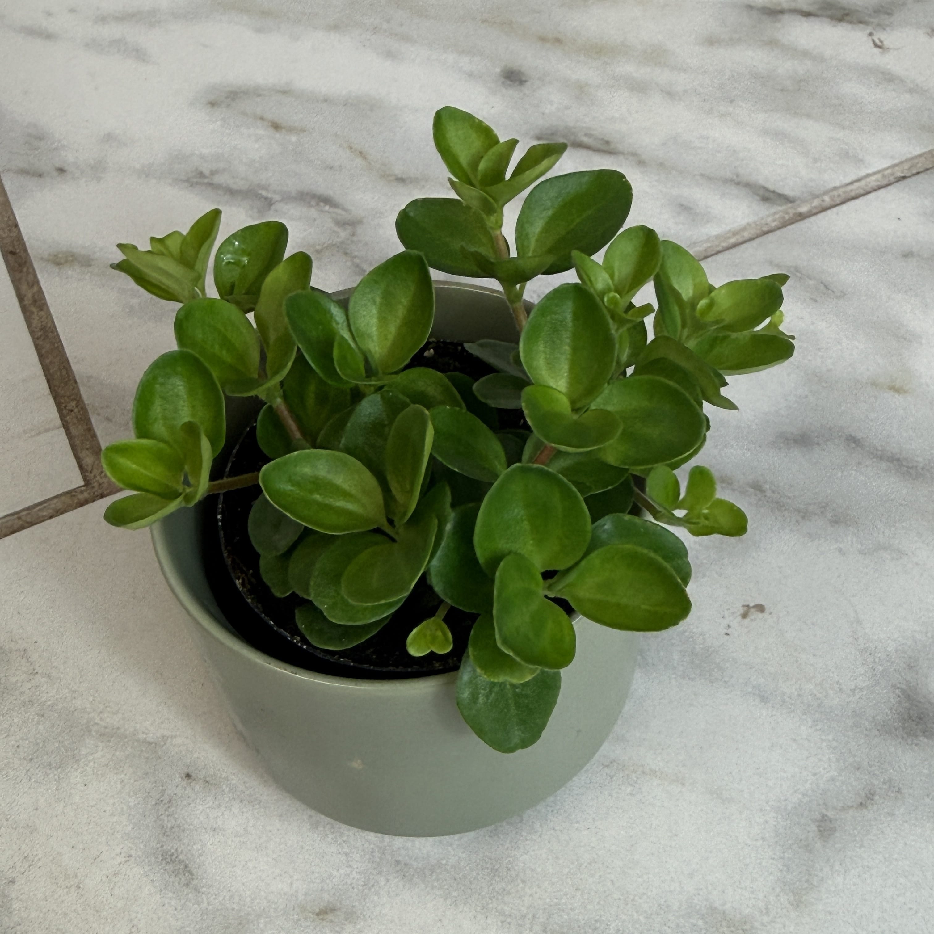 Peperomia Jitterbug, 2-inch Plant — product image 5