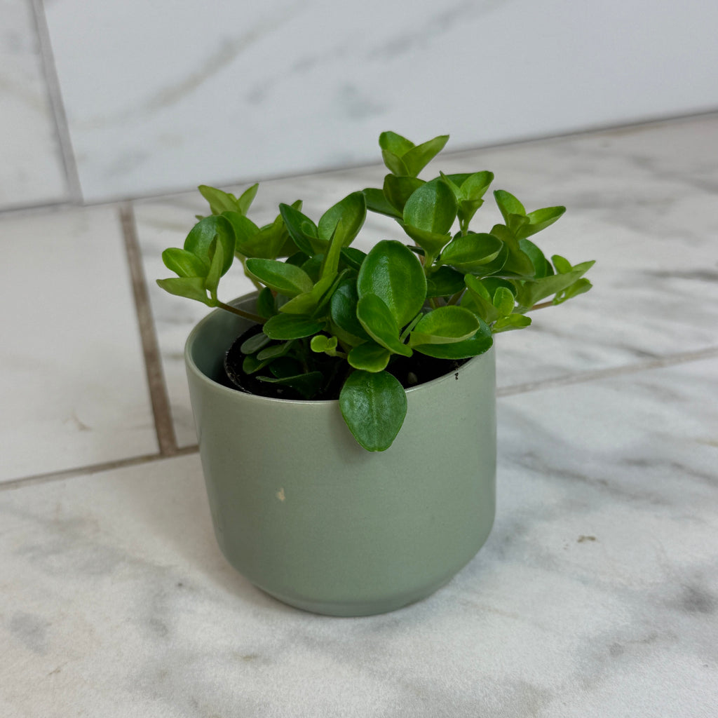 Peperomia Jitterbug, 2-inch Plant — product image 4