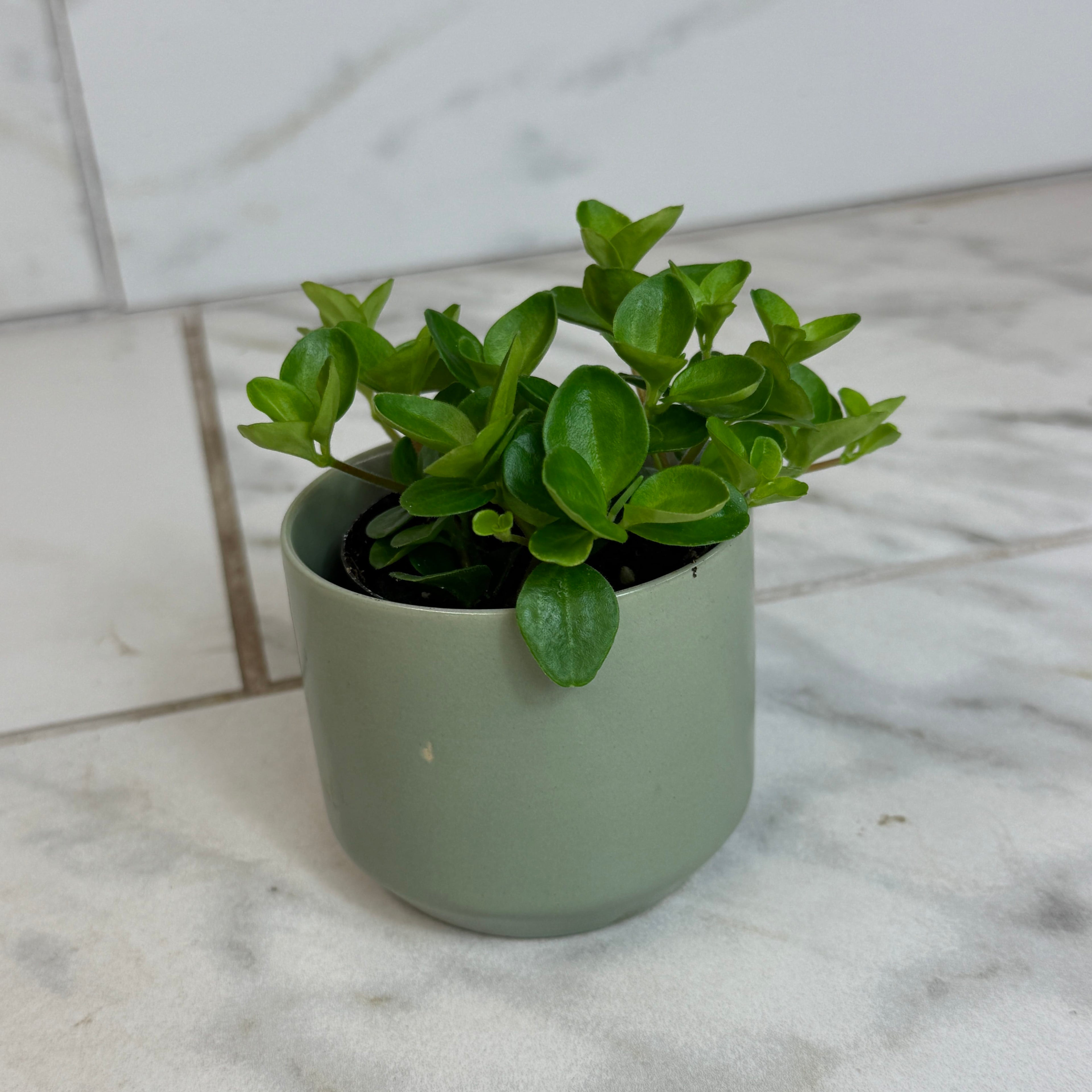 Peperomia Jitterbug, 2-inch Plant — product image 4