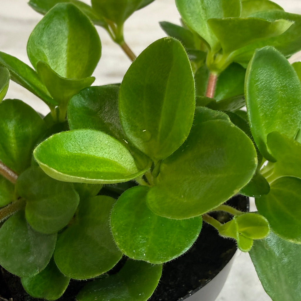Peperomia Jitterbug, 2-inch Plant — product image 3