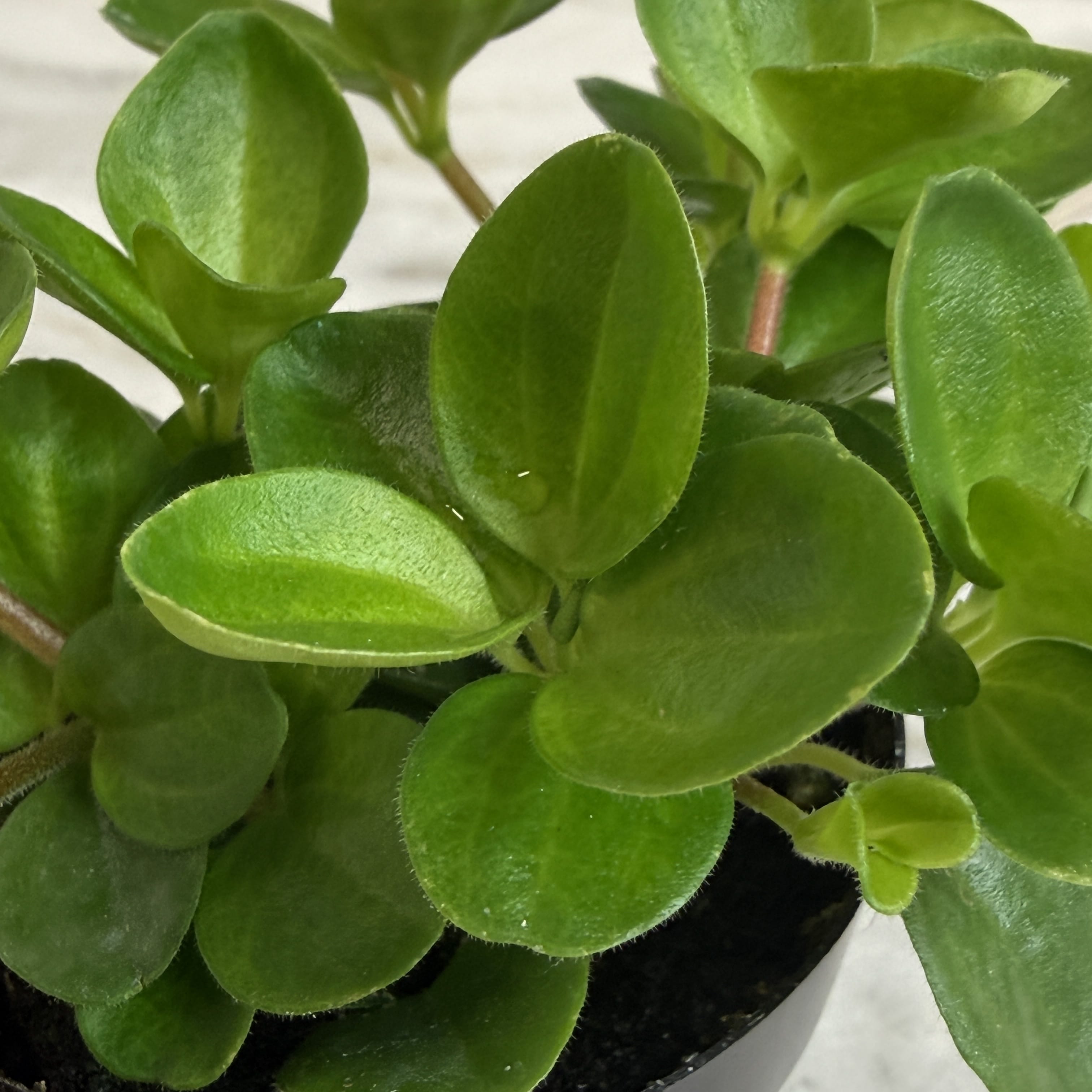 Peperomia Jitterbug, 2-inch Plant — product image 3