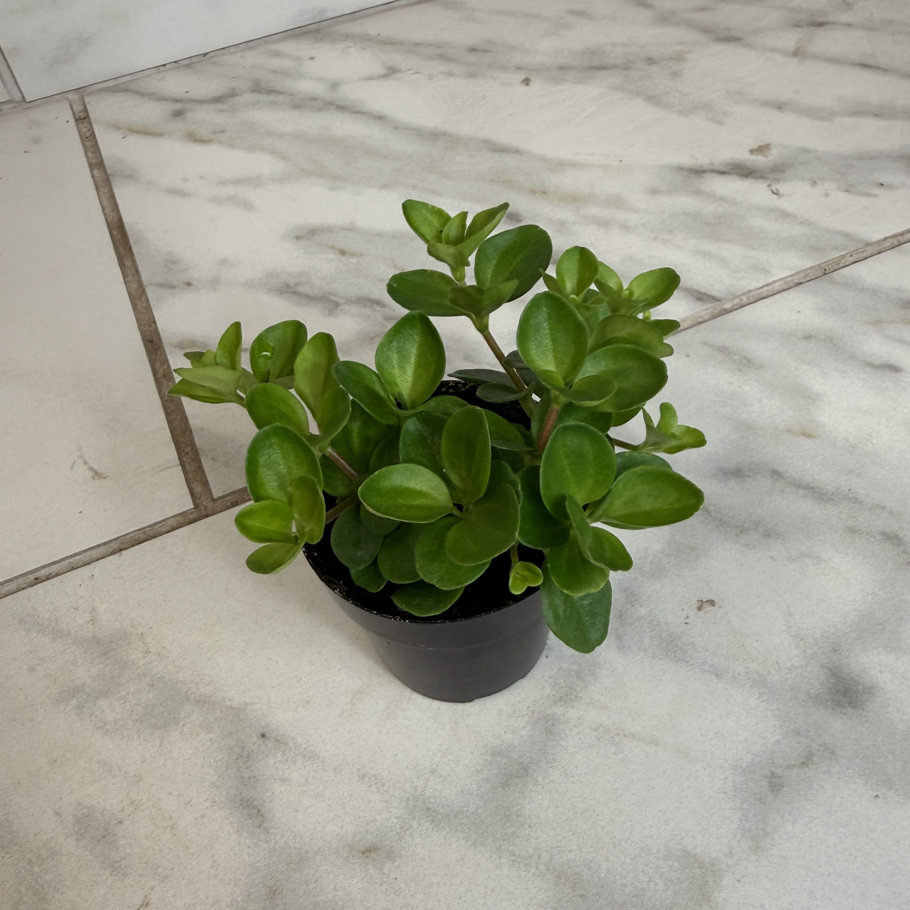Peperomia Jitterbug, 2-inch Plant — product image 2
