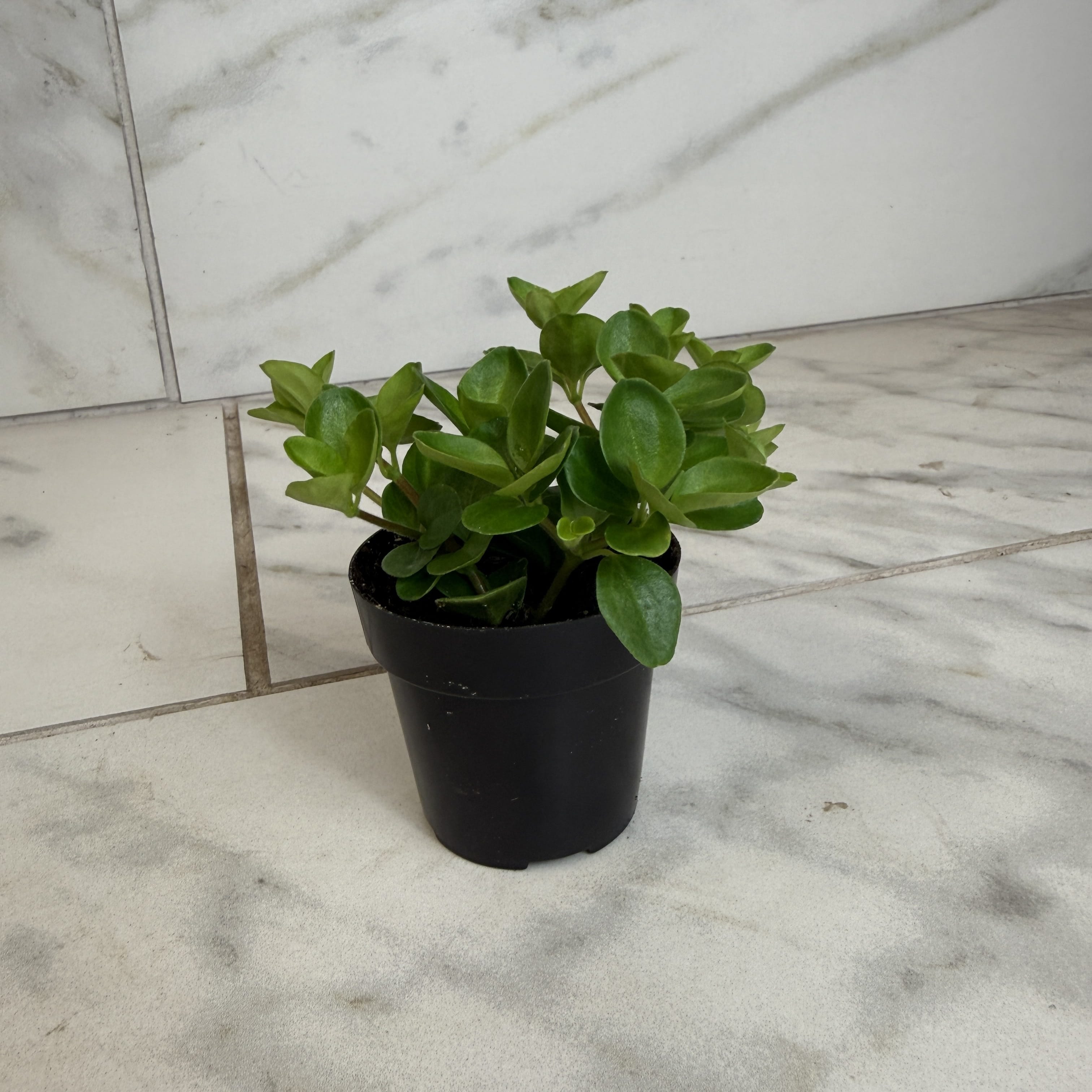 Peperomia Jitterbug, 2-inch Plant