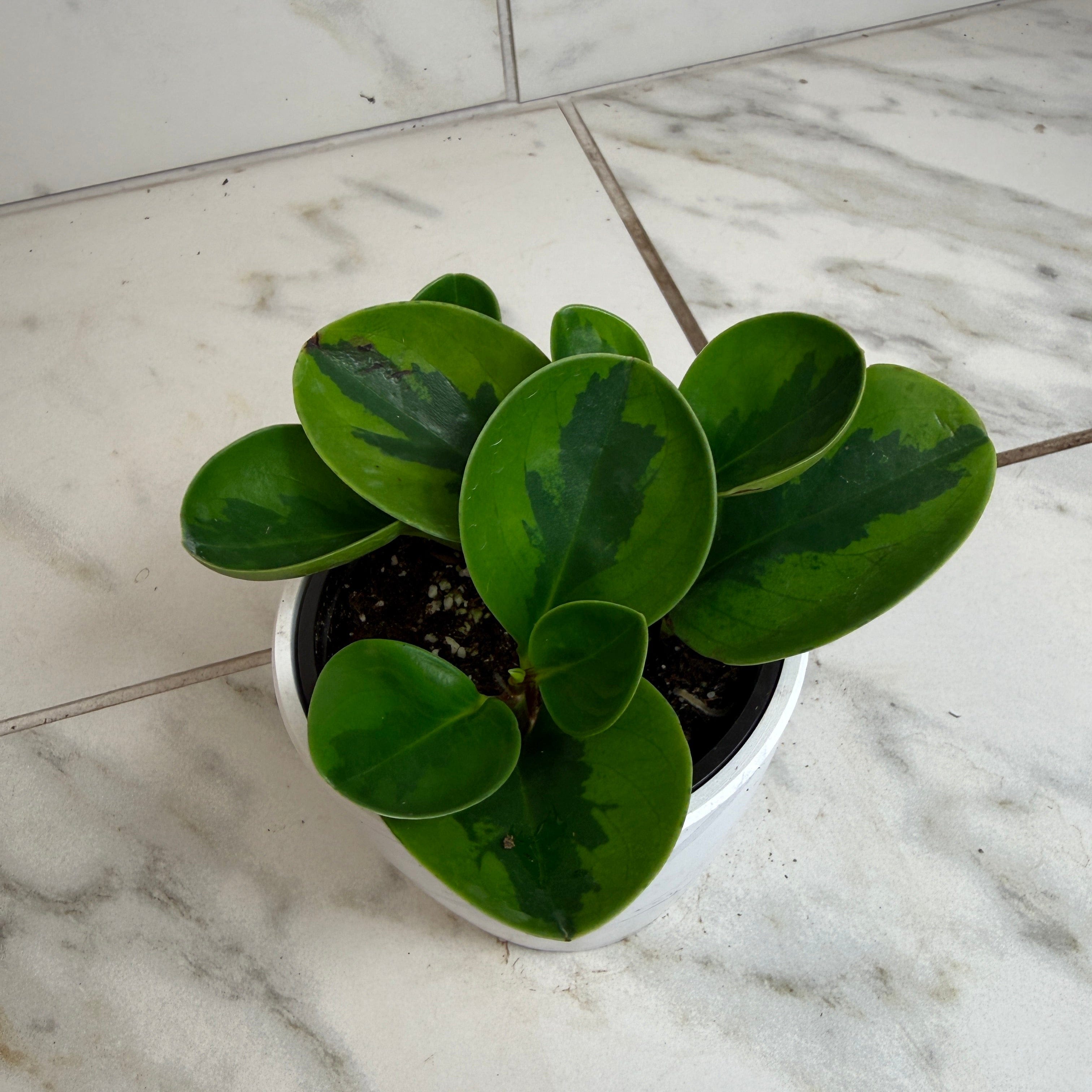 Peperomia obtusifolia 'Lemon Lime', 4-inch Plant product image 5