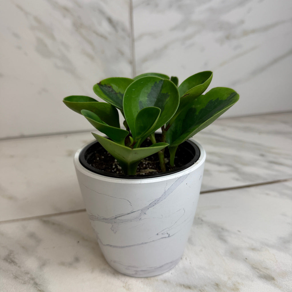 Peperomia obtusifolia 'Lemon Lime', 4-inch Plant product image 4