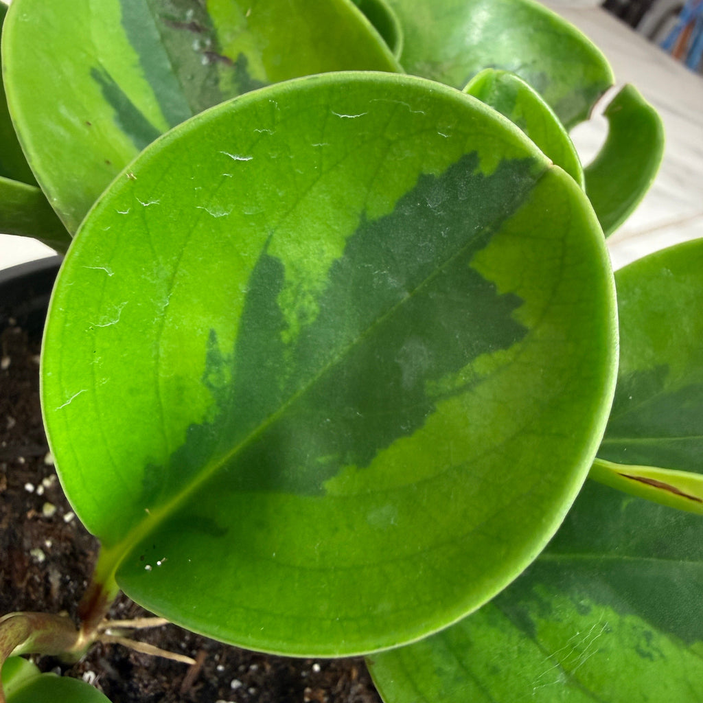 Peperomia obtusifolia 'Lemon Lime', 4-inch Plant product image 3