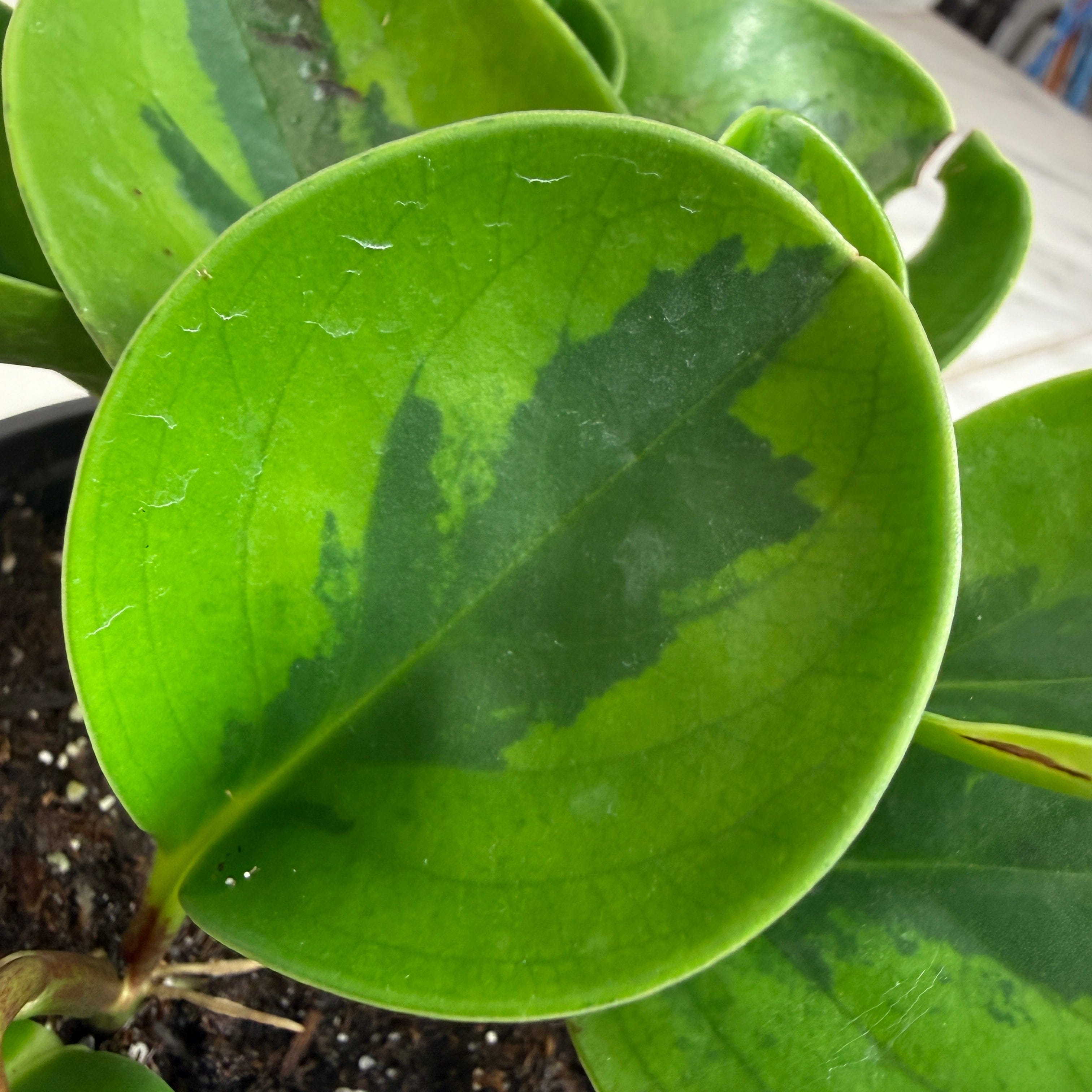 Peperomia obtusifolia 'Lemon Lime', 4-inch Plant product image 3
