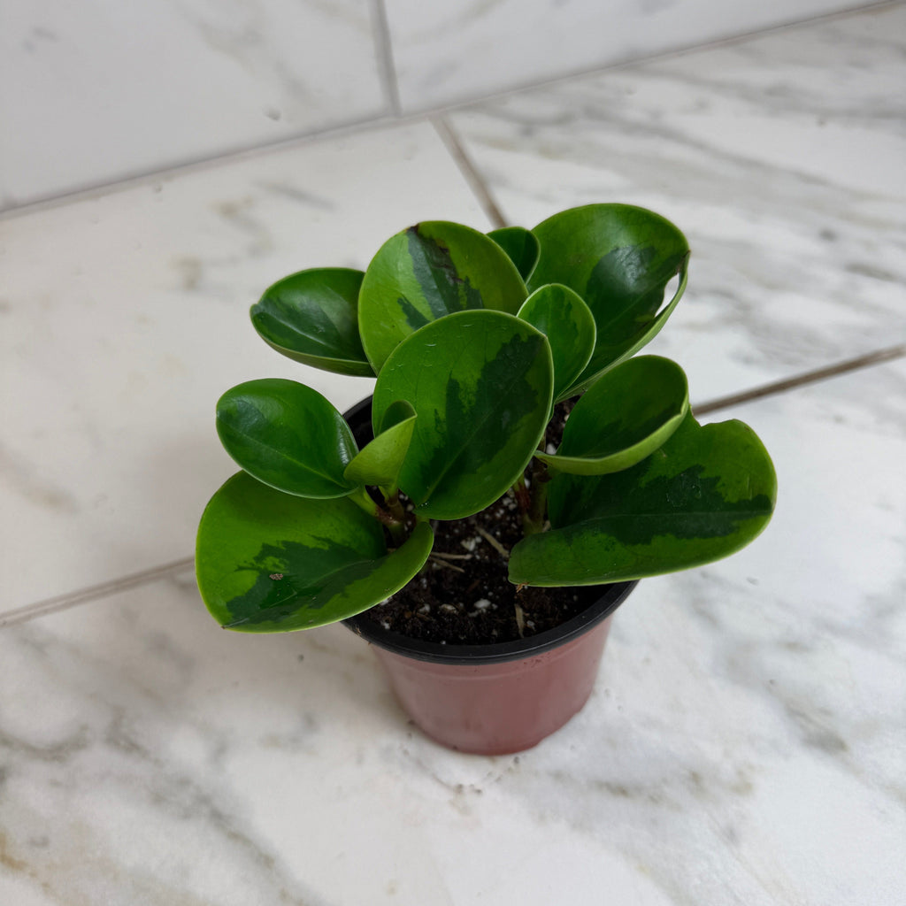 Peperomia obtusifolia 'Lemon Lime', 4-inch Plant product image 2