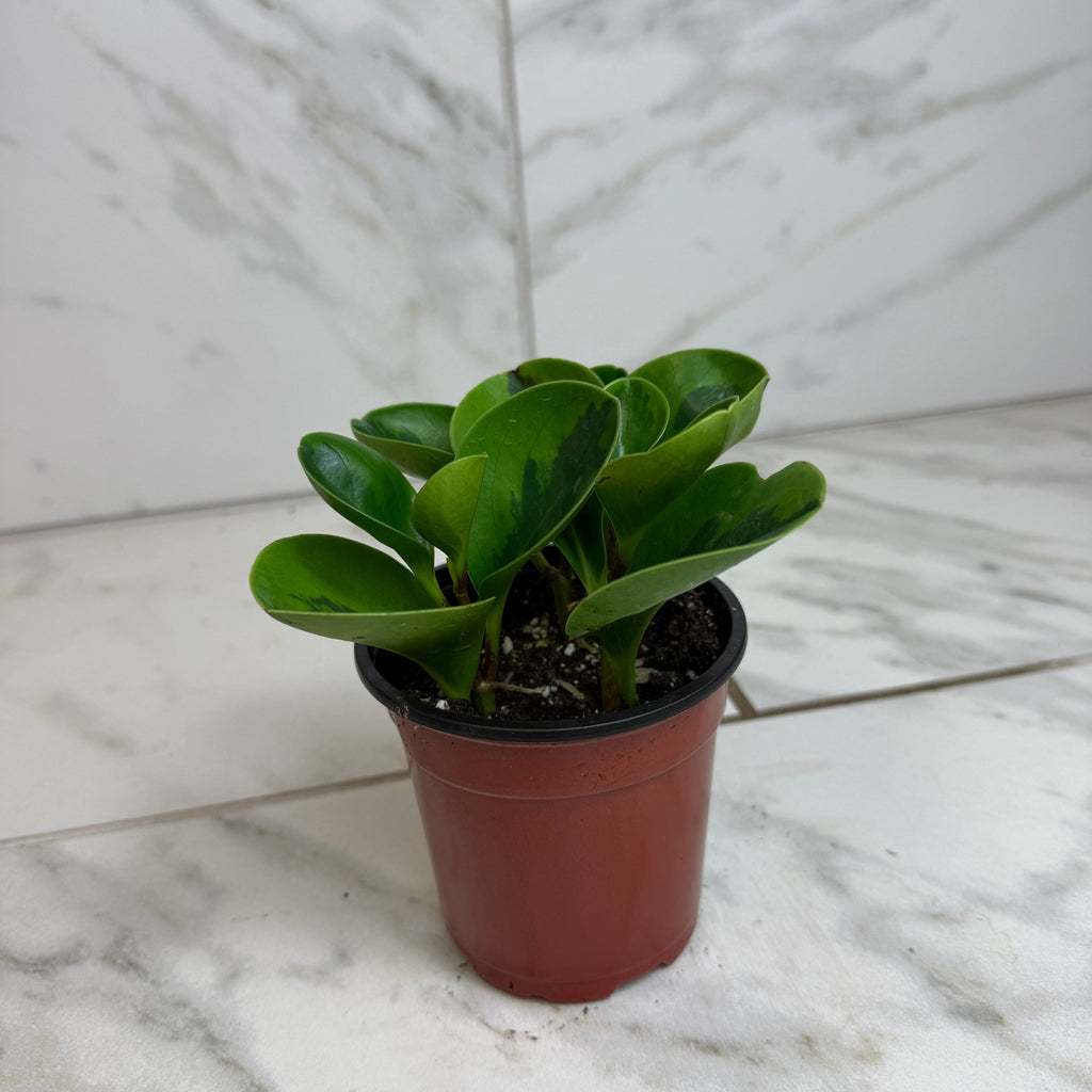 Peperomia obtusifolia 'Lemon Lime', 4-inch Plant product image 1