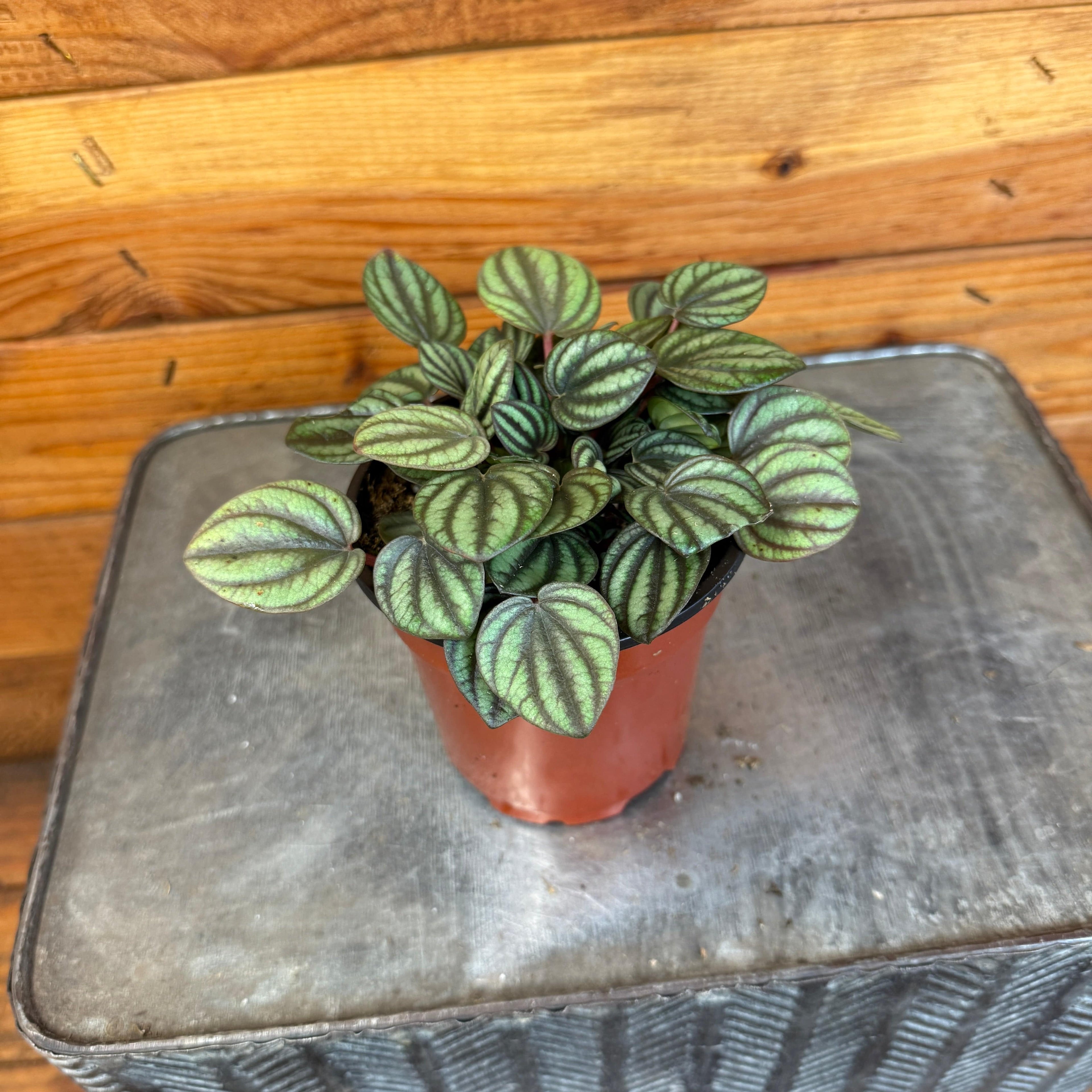 Peperomia 'Piccolo Banda', 4-inch Plant product image 2
